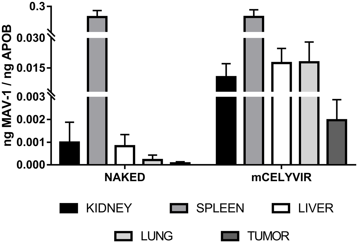 Differential biodistribution of MAV-1 in organs