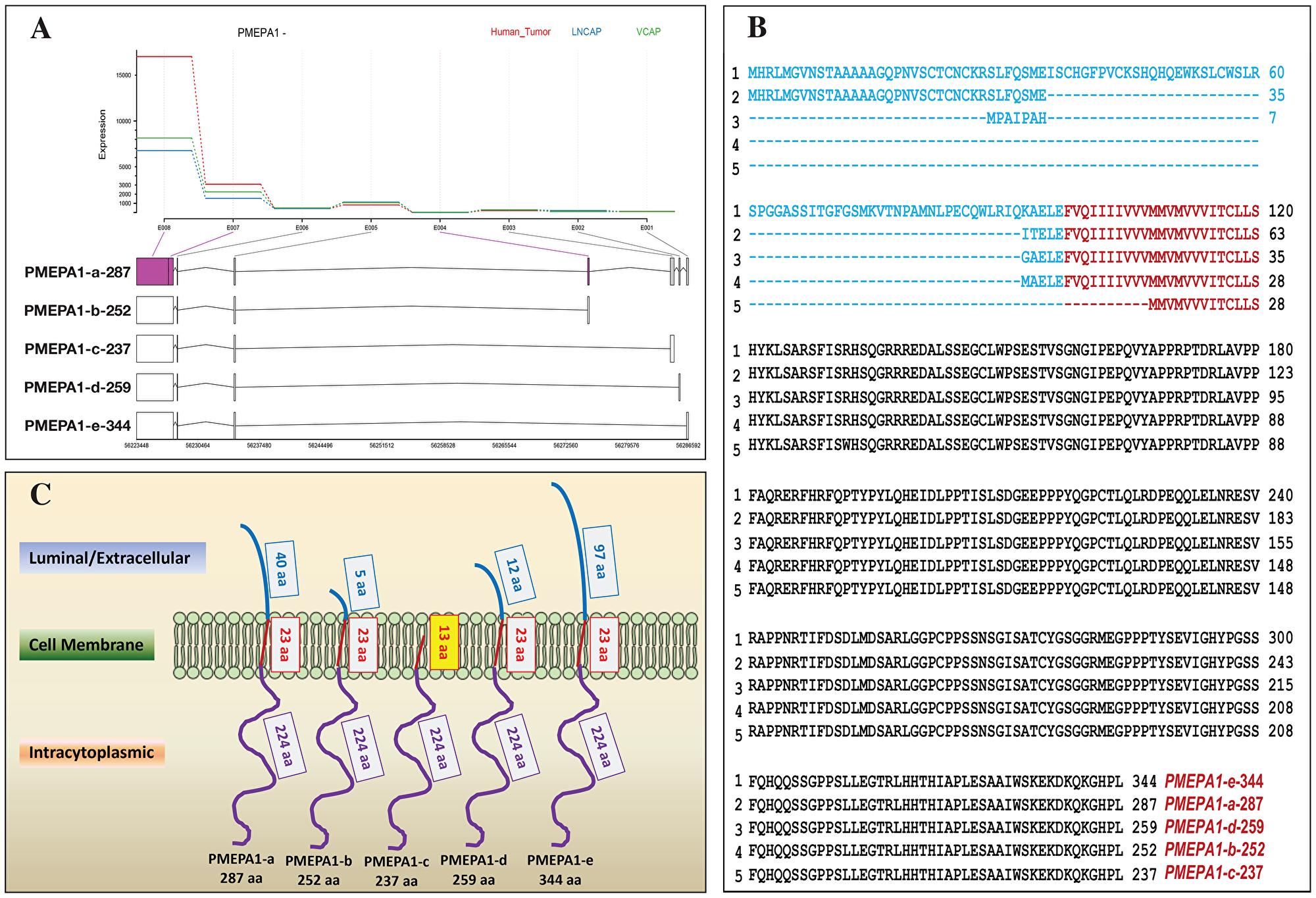 Identifications and expressions of PMEPA1 isoforms in prostate cells