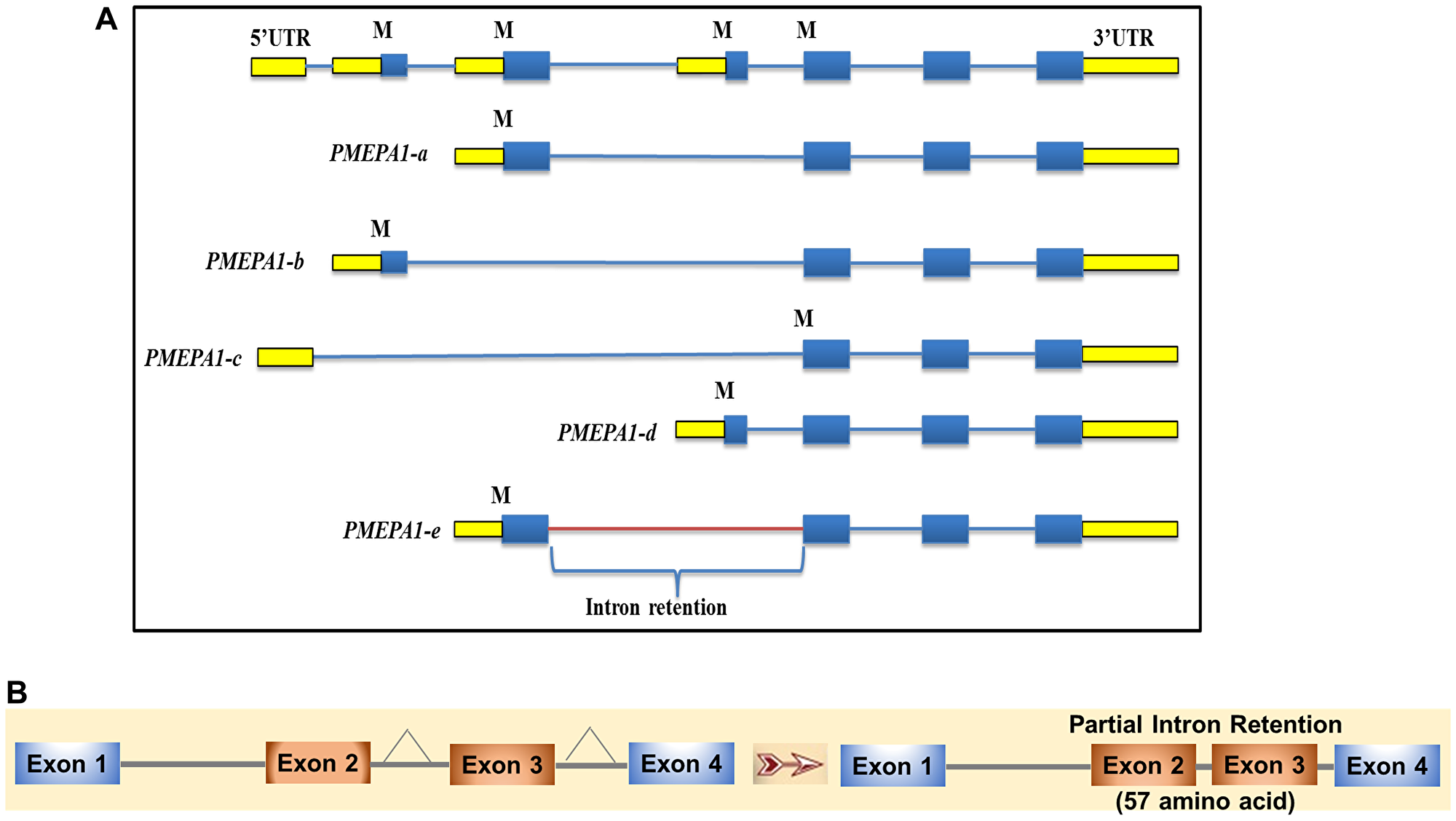 PMEPA1 splice variants (isoforms) exon-intron structure