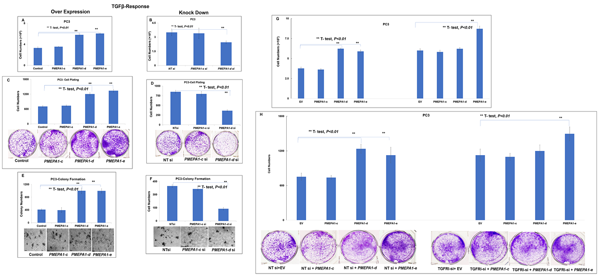 PMEPA1 isoform -d and -e promoted the growth of PC3 cells