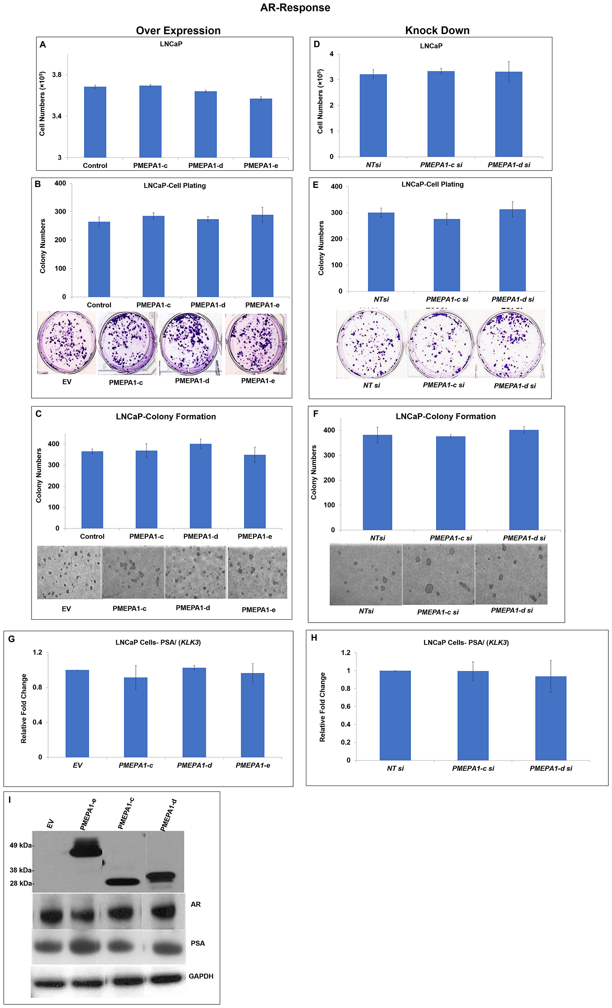 PMEPA1 isoforms (c, d and e) had no impacts on the cell proliferation and androgen signaling in LNCaP cells