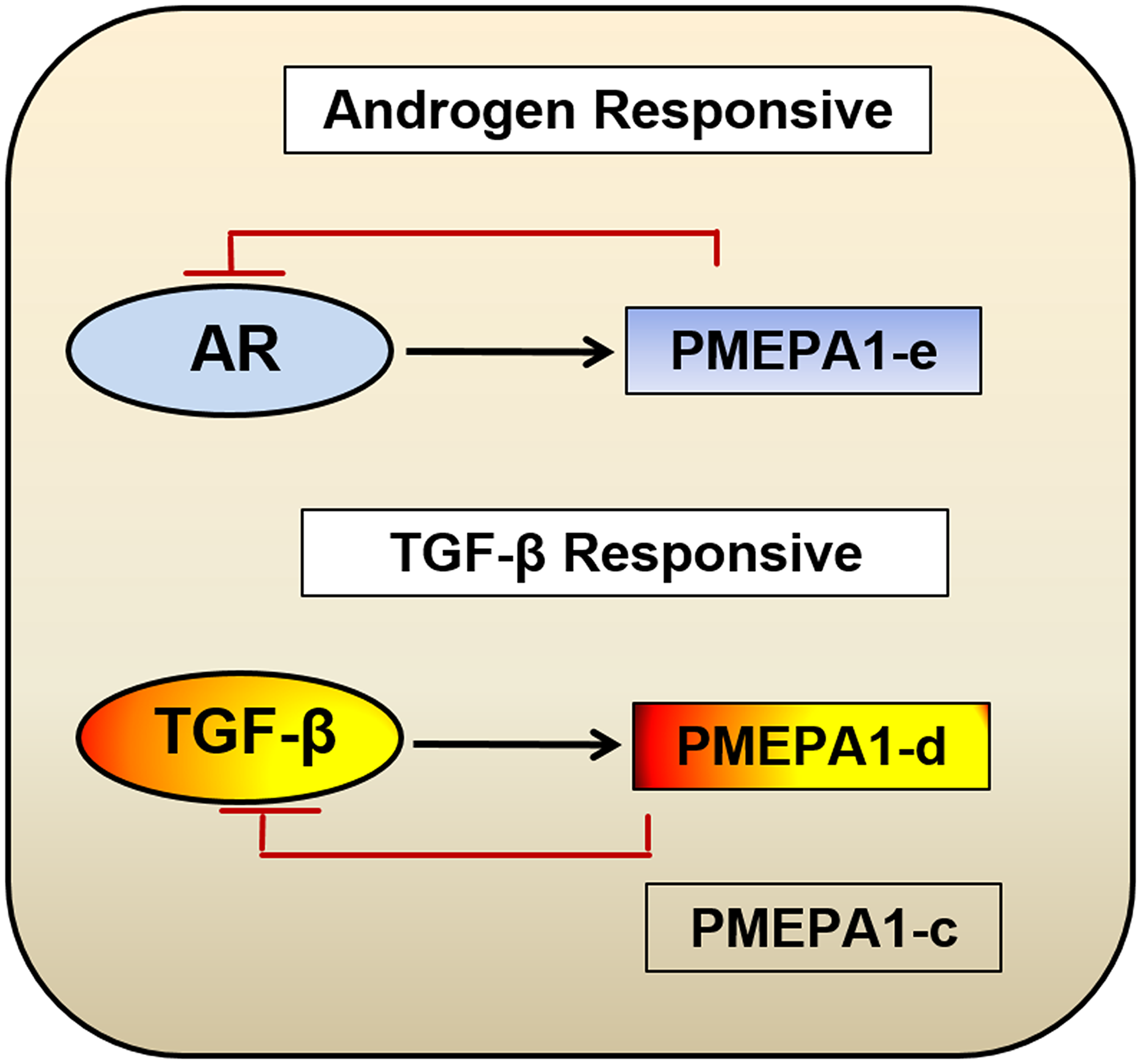 Model for biological function categorization of PMEPA1 isoforms (c, d and e) in the context of prostate cancer