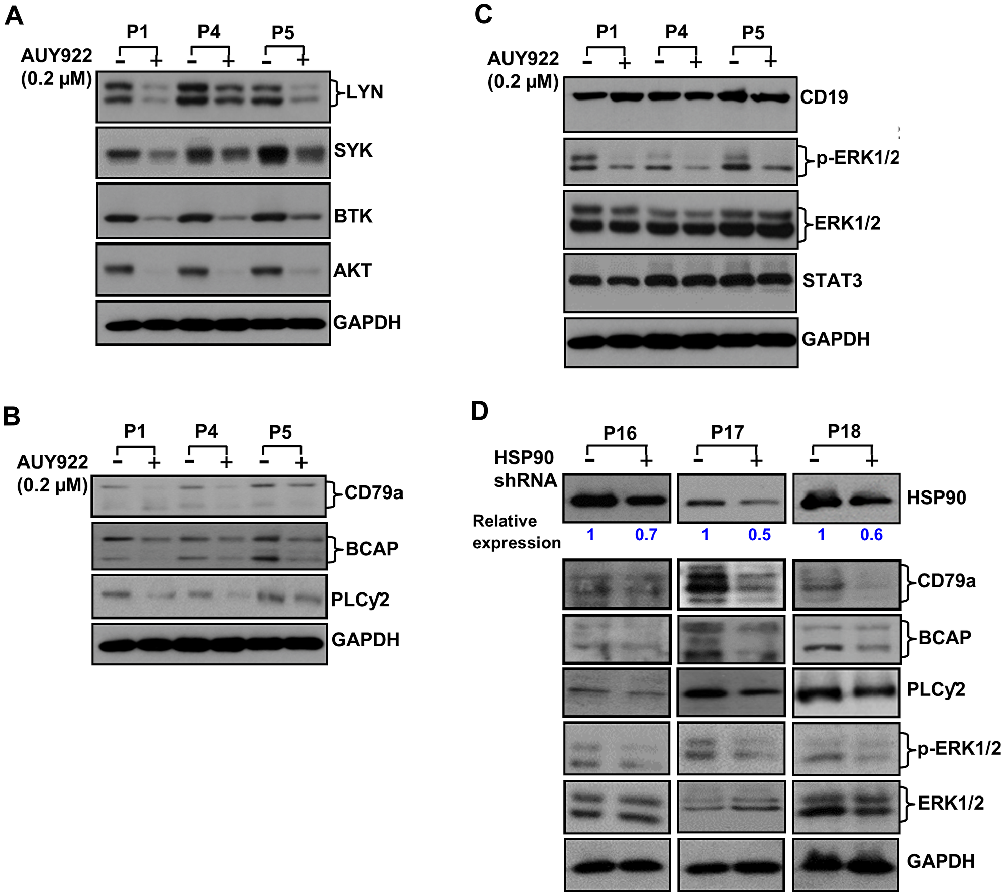 Pharmacologic inhibition or partial depletion of HSP90 in CLL cells reduces the levels of BCR signal mediators