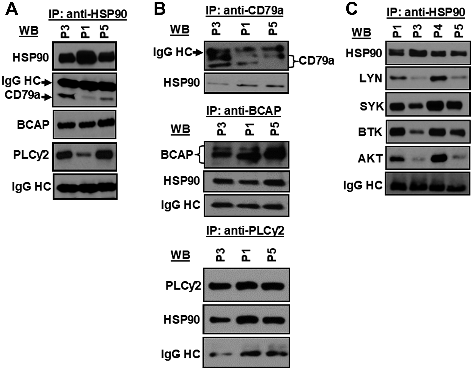 HSP90 forms a multi-molecular complex with kinases, lipase and adaptor molecule of the BCR pathway