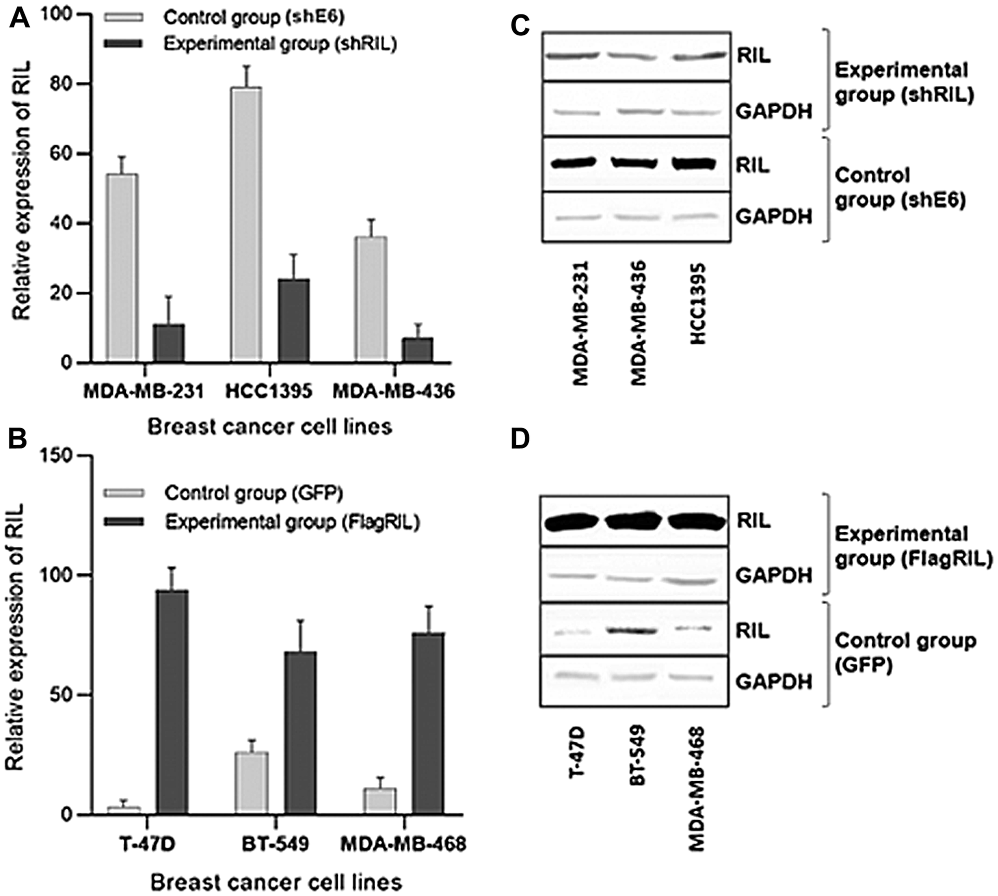Expression levels of RIL in the established panel of breast cancer cell lines; (A, B) Real-Time RT-PCR quantitation of RIL suppression (A) and overexpression (B) in the respective cell lines; (C, D) Western-blot analysis of the suppression (C) or overexpression (D) of RIL, respectively. The bars represent standard deviation of the mean values.