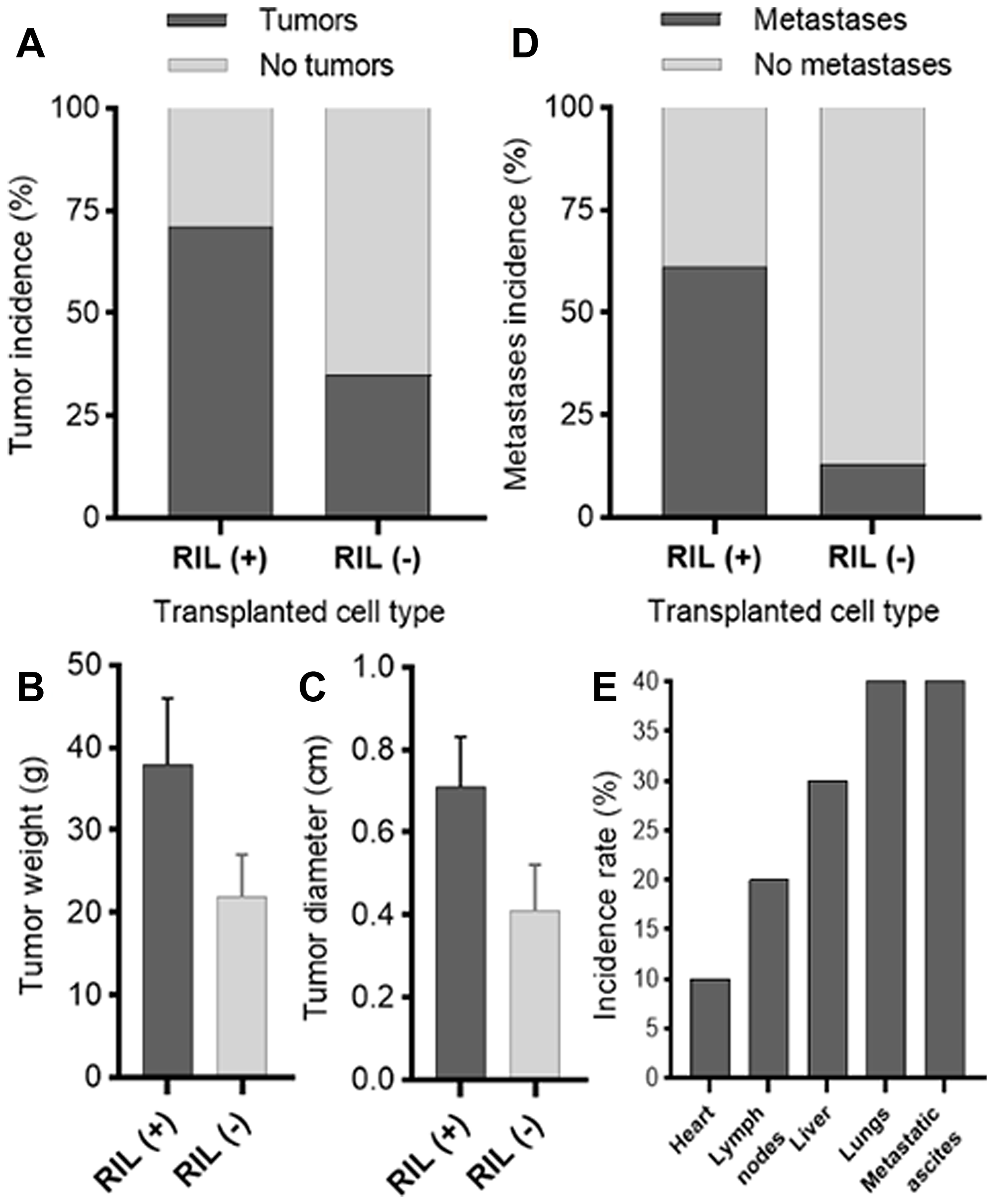 Comparative analysis of the effect of RIL expression on tumor formation (the results for the MDA-MB-231/shRIL and MDA-MB-231/shE6 lines); (A) the percentage ratio of the formed tumors in each of the groups; (B) average weight of tumors in RIL (+) and RIL (-) groups; (C) average diameter of tumors in RIL (+) and RIL (-) groups; (D) the rate of detected metastases to the total number of tumors in each group as assessed by RT-PCR; (E) the relative incidence of metastases by organ.