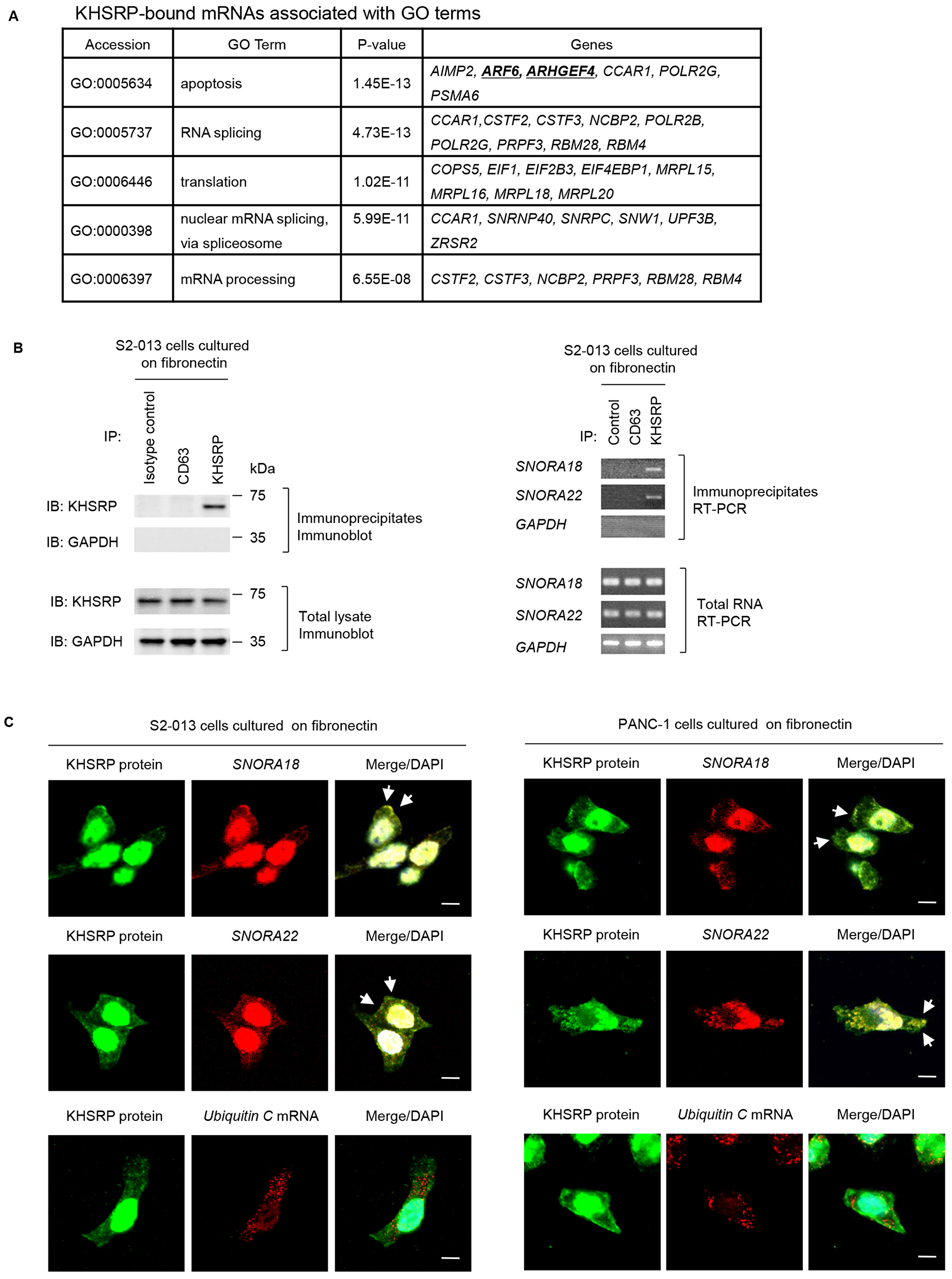 Ultrasequencing analysis of KHSRP-bound transcripts