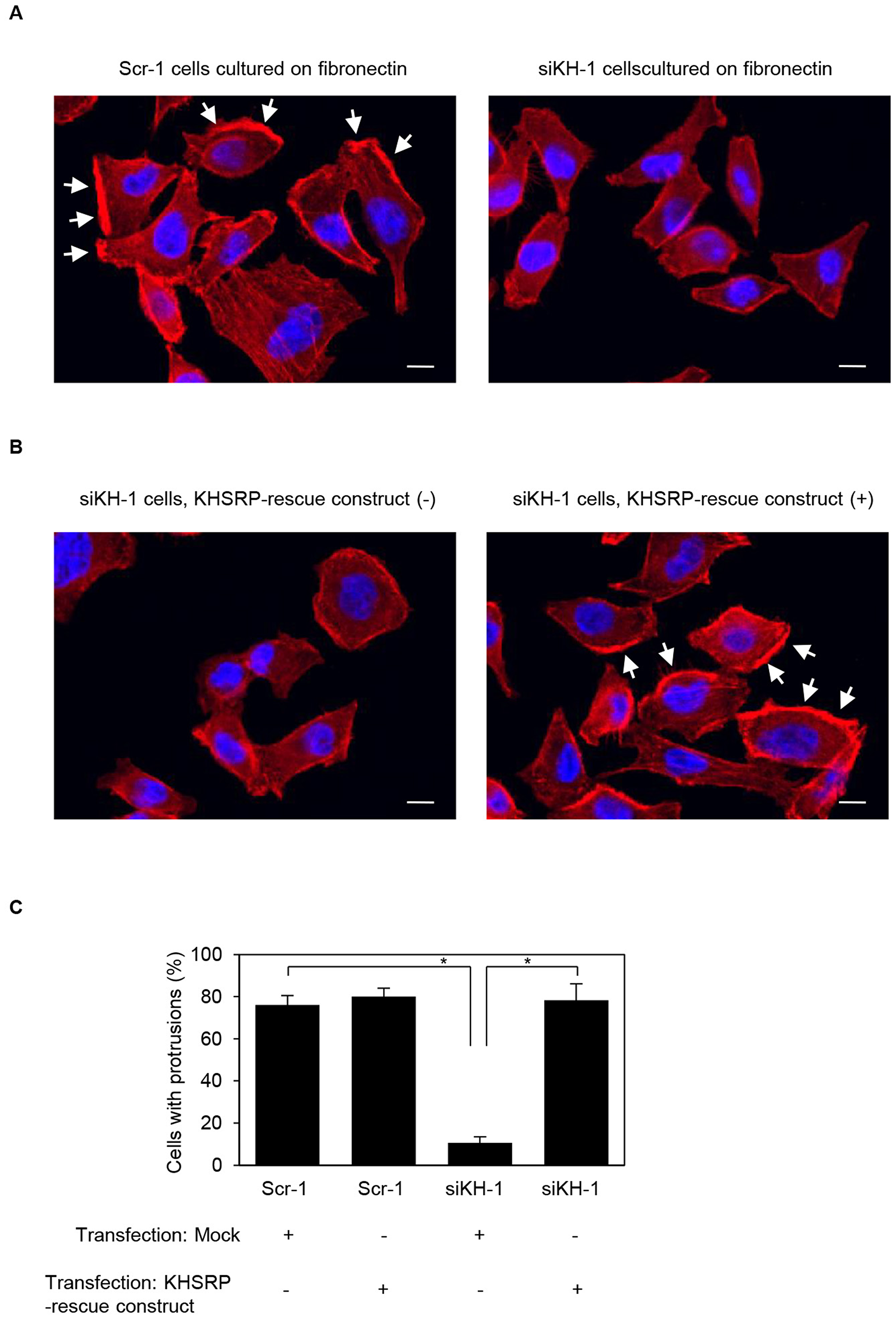 KHSRP associates with forming cell protrusions