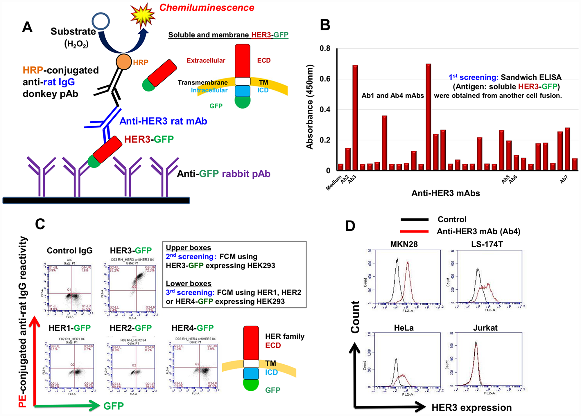 Production of specific anti-HER3 rat mAb