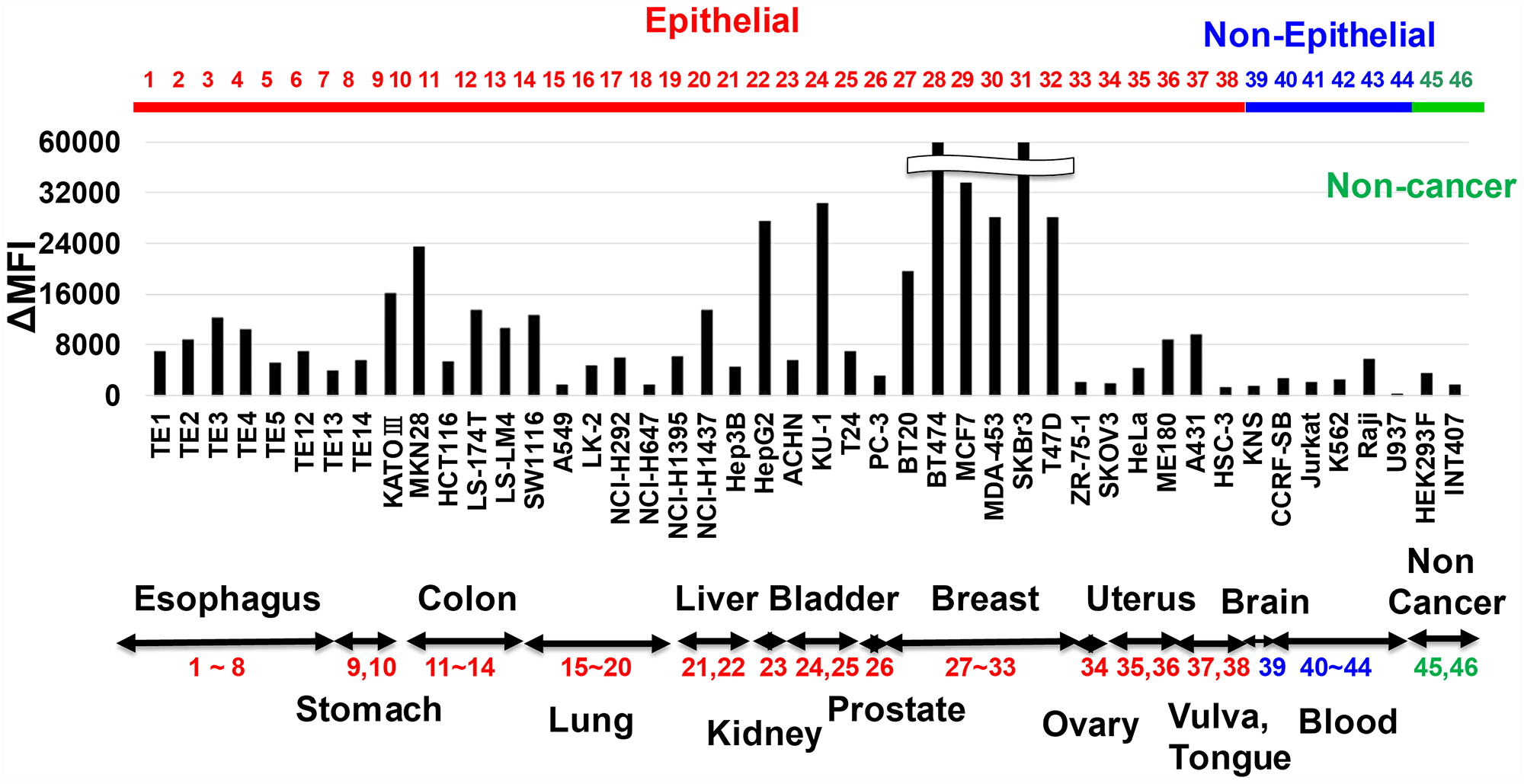 Reactivity of anti-HER3 mAb with various human cell lines