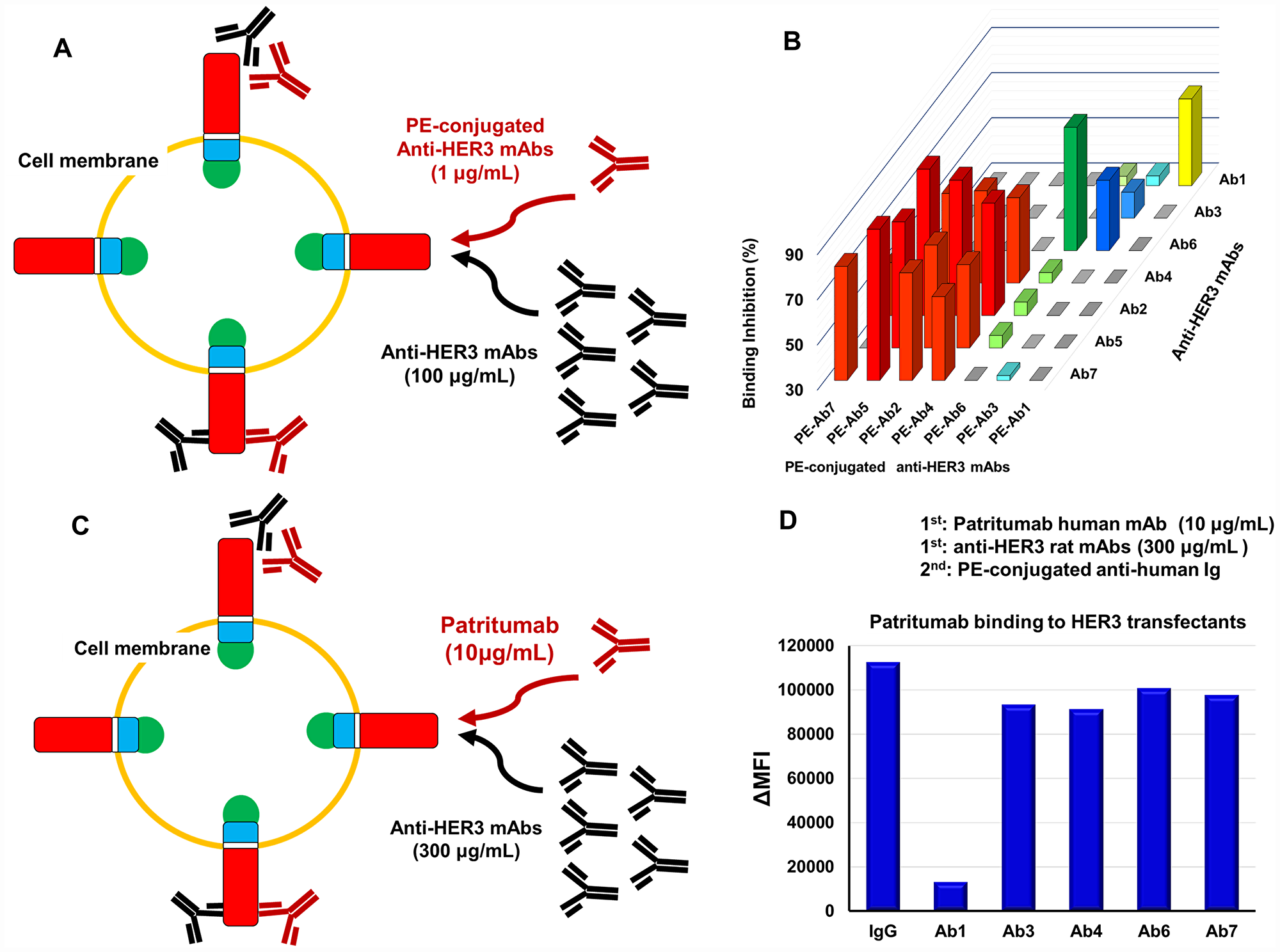 Epitope analysis of anti-HER3 rat mAbs and Patritumab