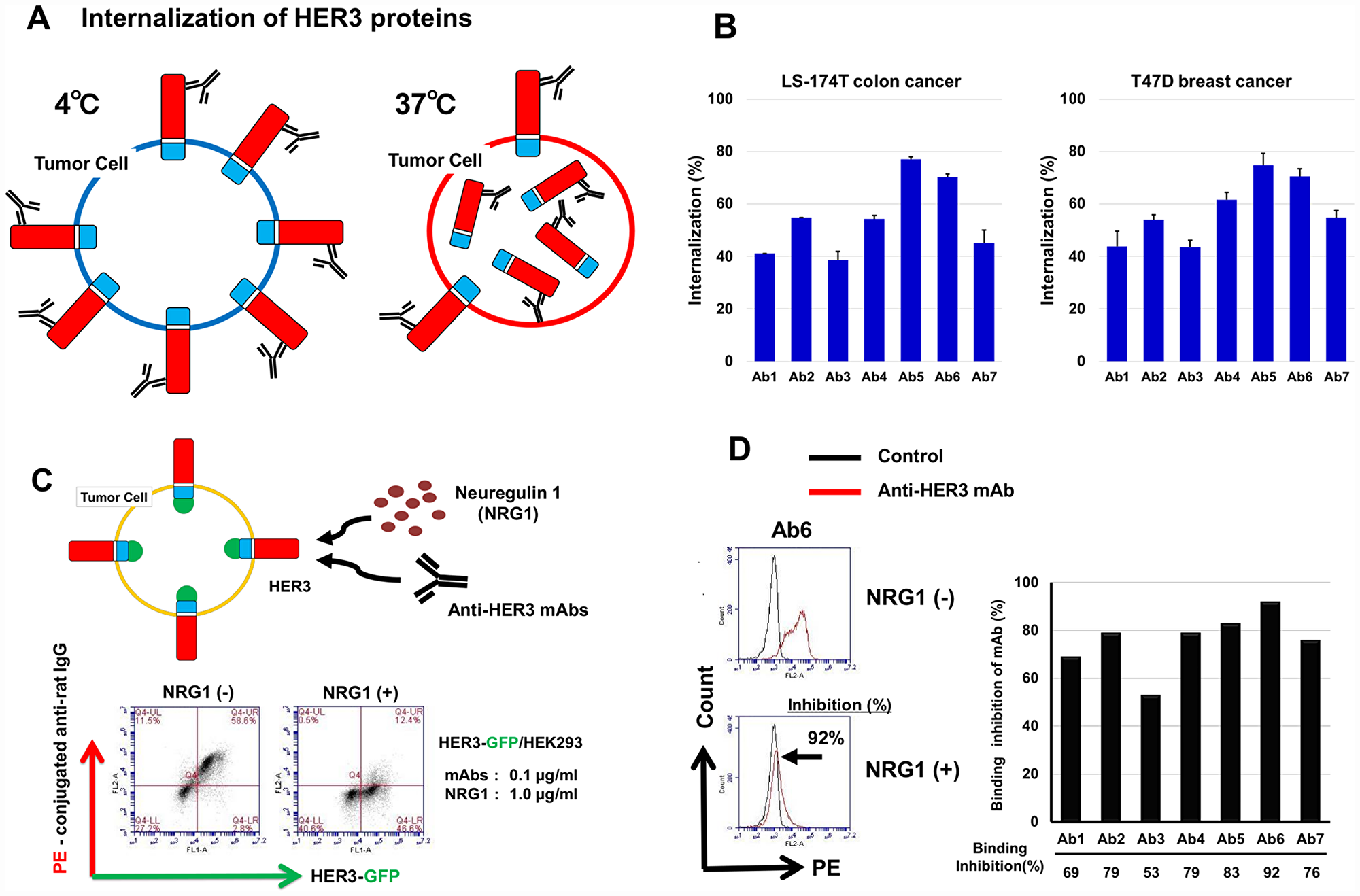 Internalization activity and inhibition of NRG1 binding to HER3 by anti-HER3 mAbs
