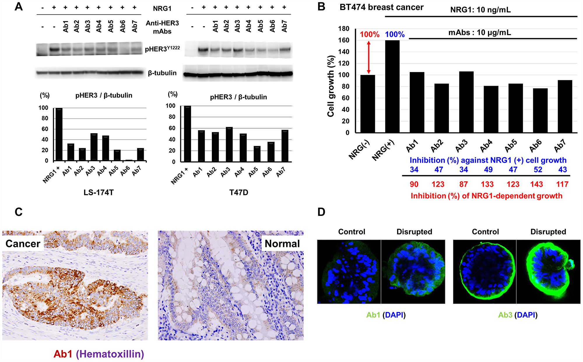 Inhibition of NRG1-induced tyrosine phosphorylation of HER3 and cell growth, and reactivity of anti-HER3 mAbs with human tissues and CTOS