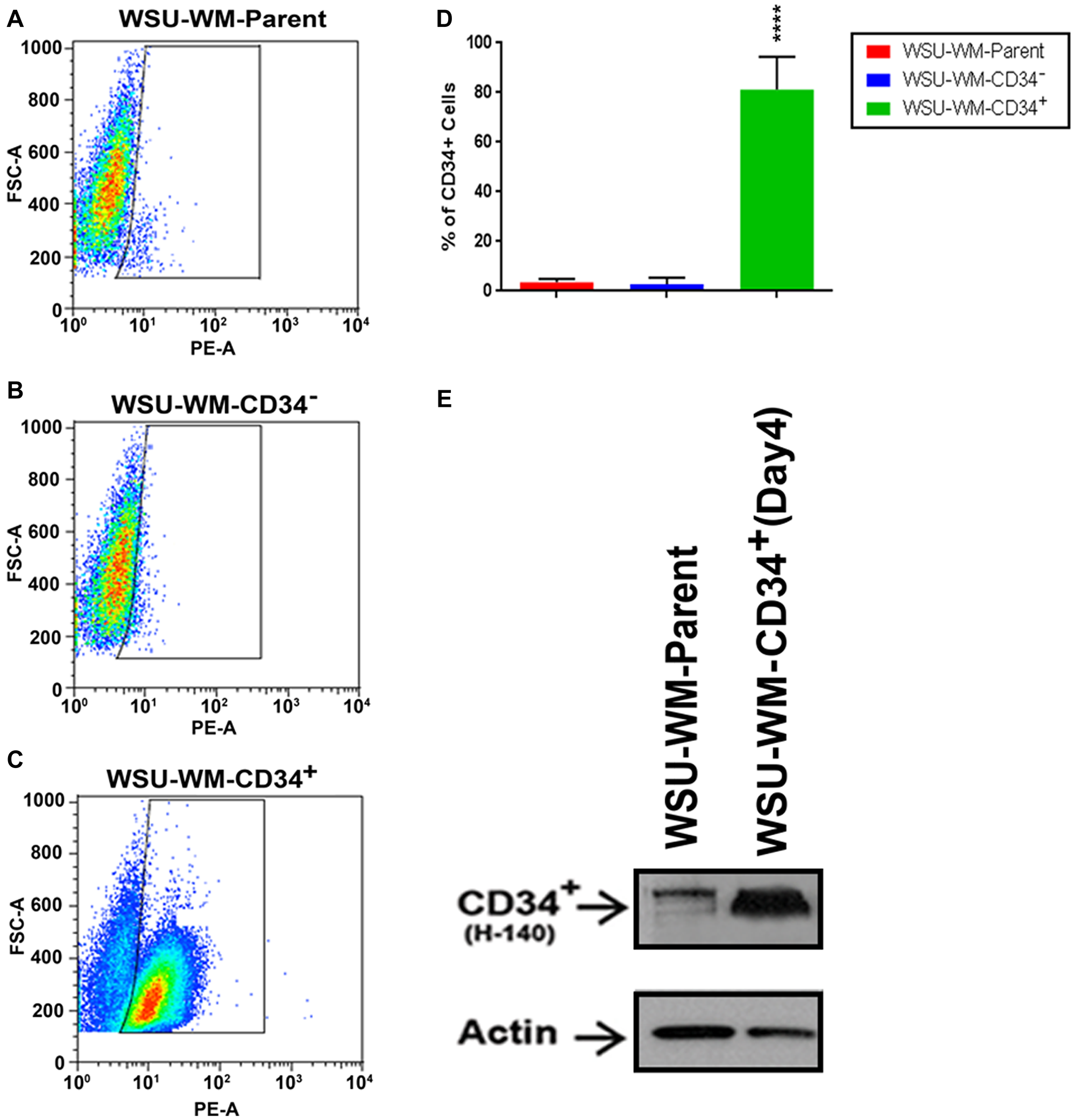 FACS analysis of WSU-WM using CD34 magnetic beads isolation
