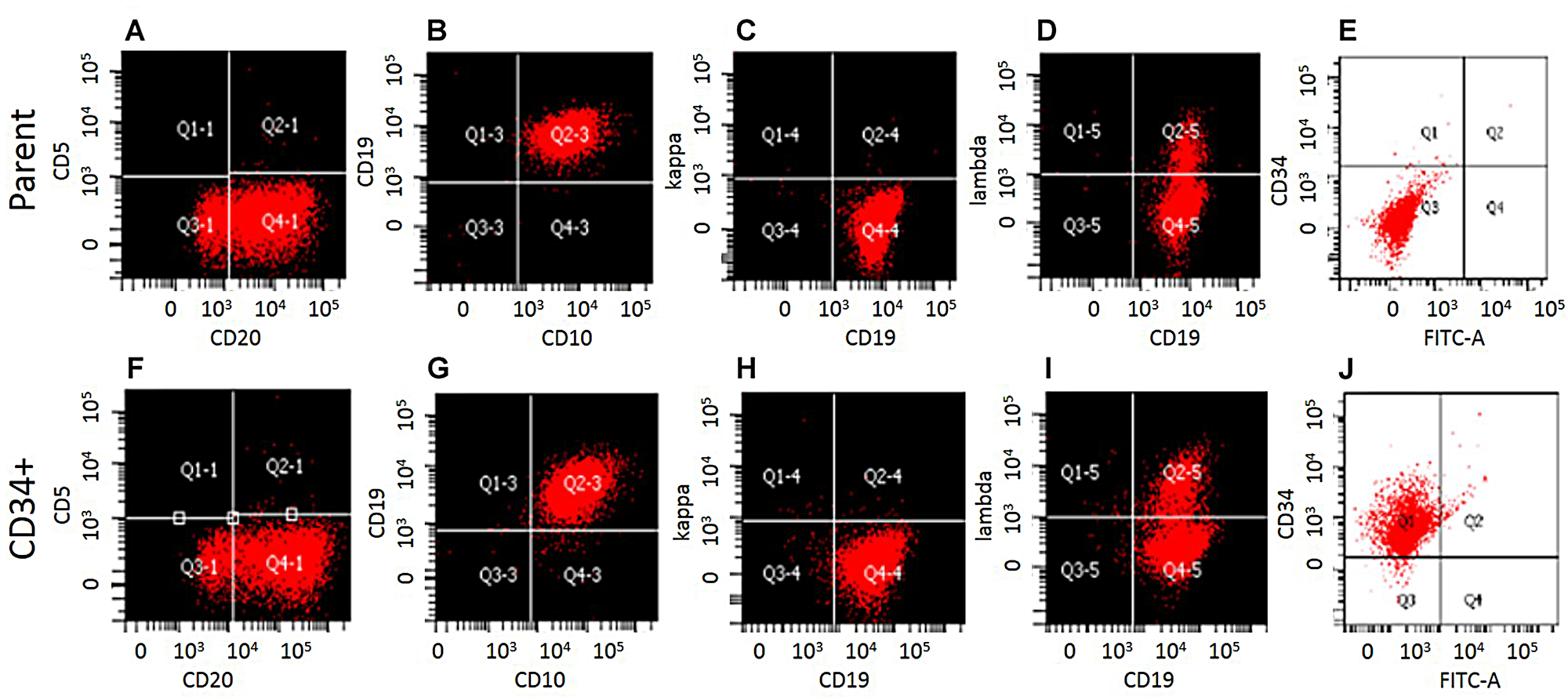 Phenotypic characterization of WSU-WM-CD34+ subset cells