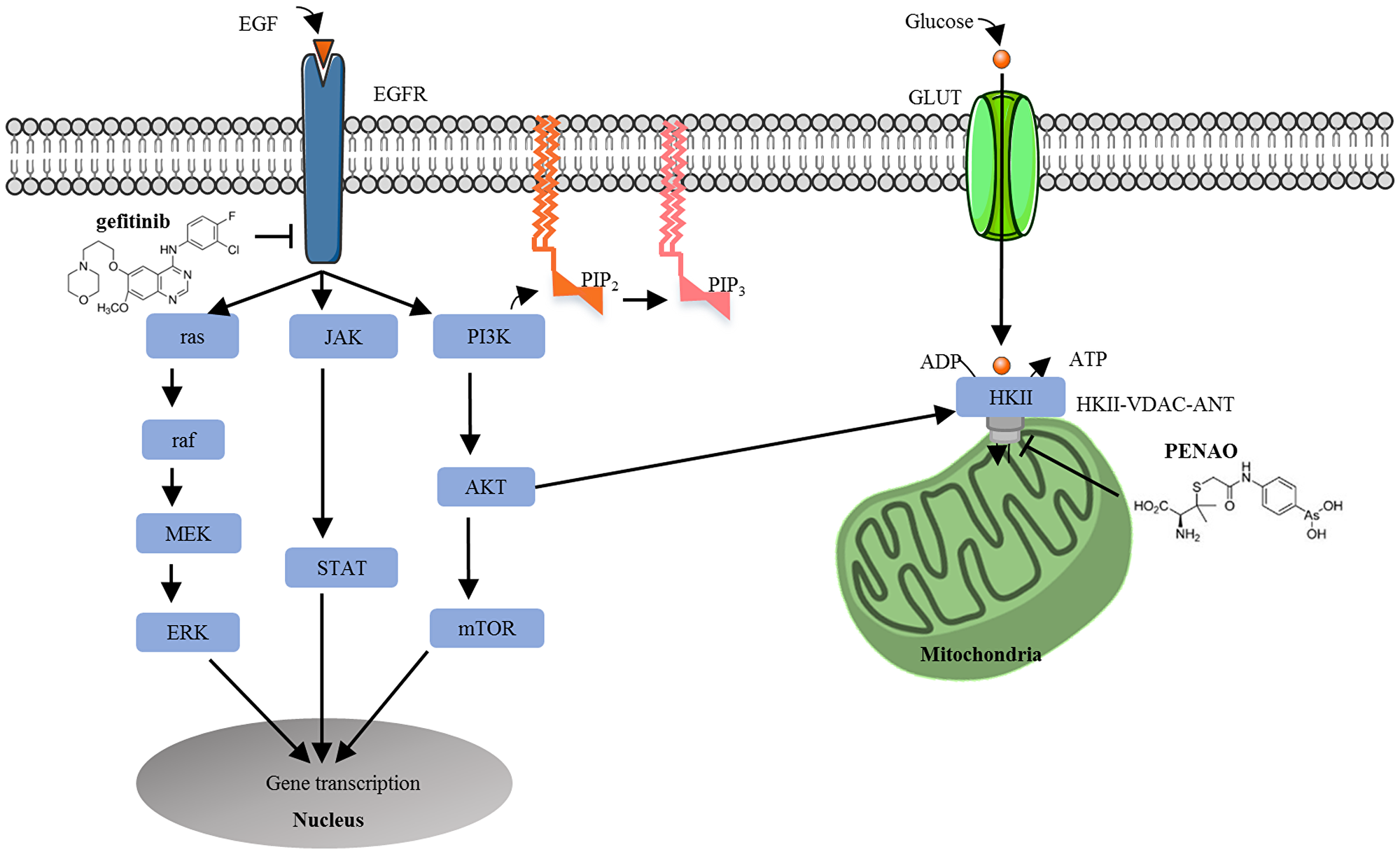 Cross talking between the epidermal growth factor receptor signalling and tumour metabolism pathways in tumour cells