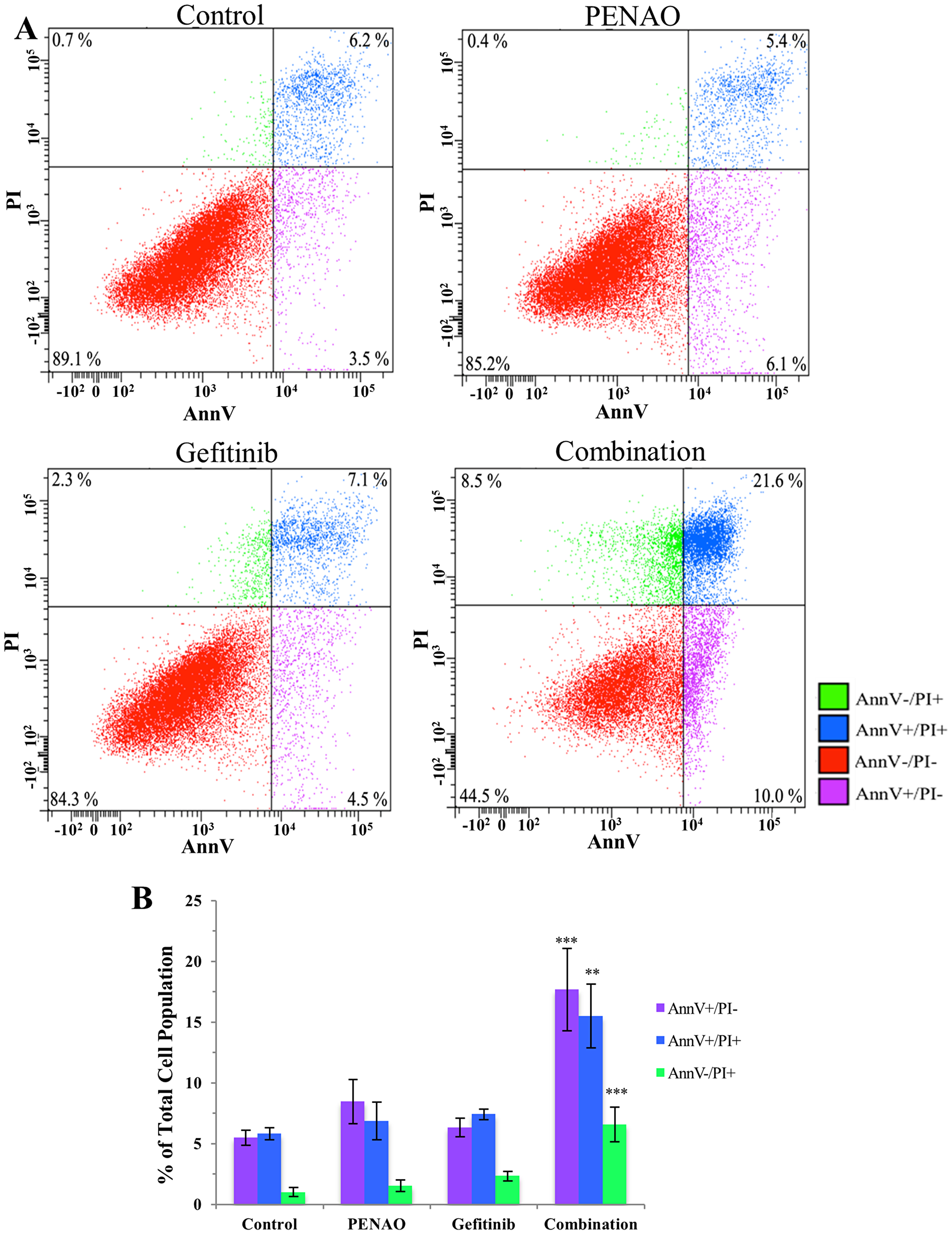 Combination therapy significantly induces cell death via apoptosis and necrosis