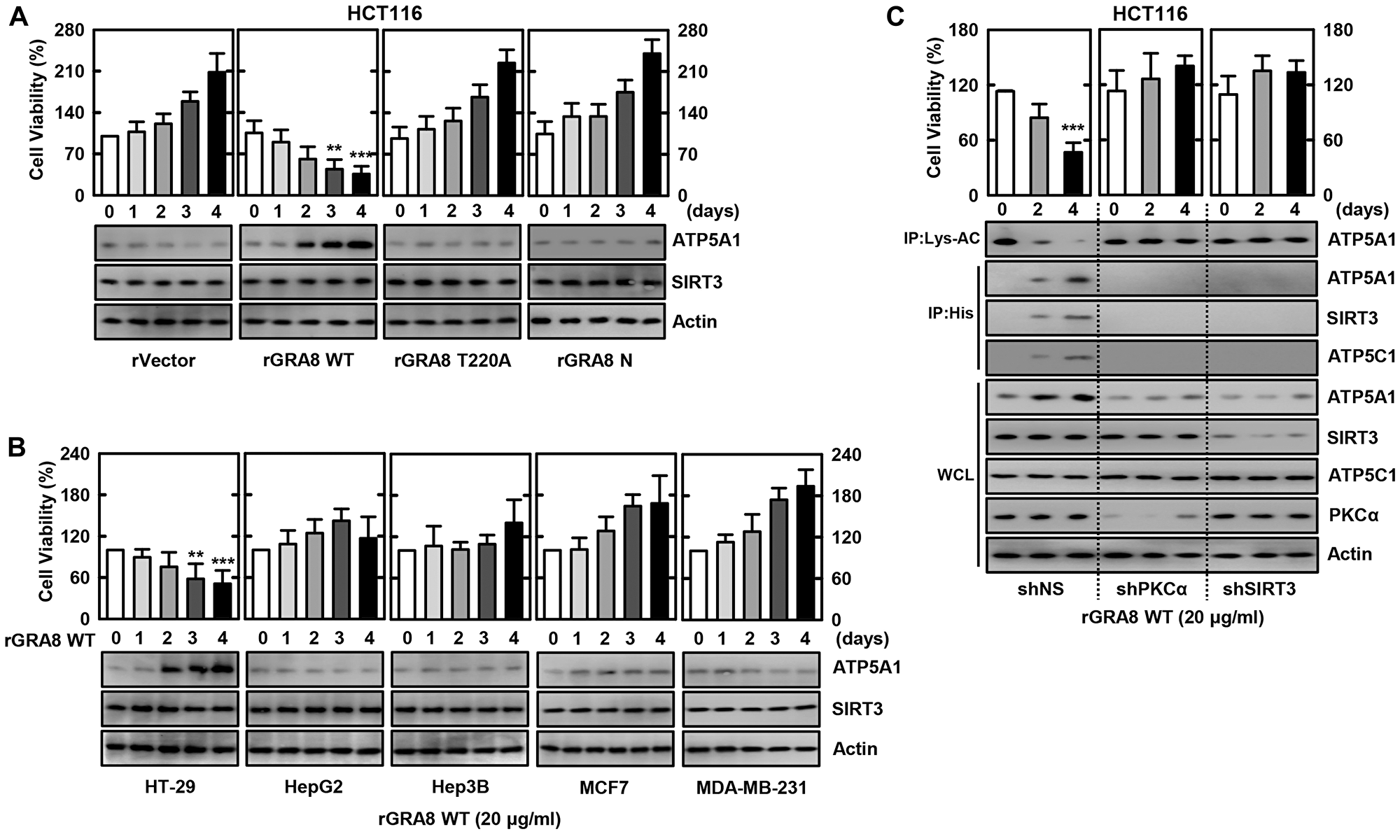 The rGRA8 treatment increases the HCT116 cell death by mitochondria pathways