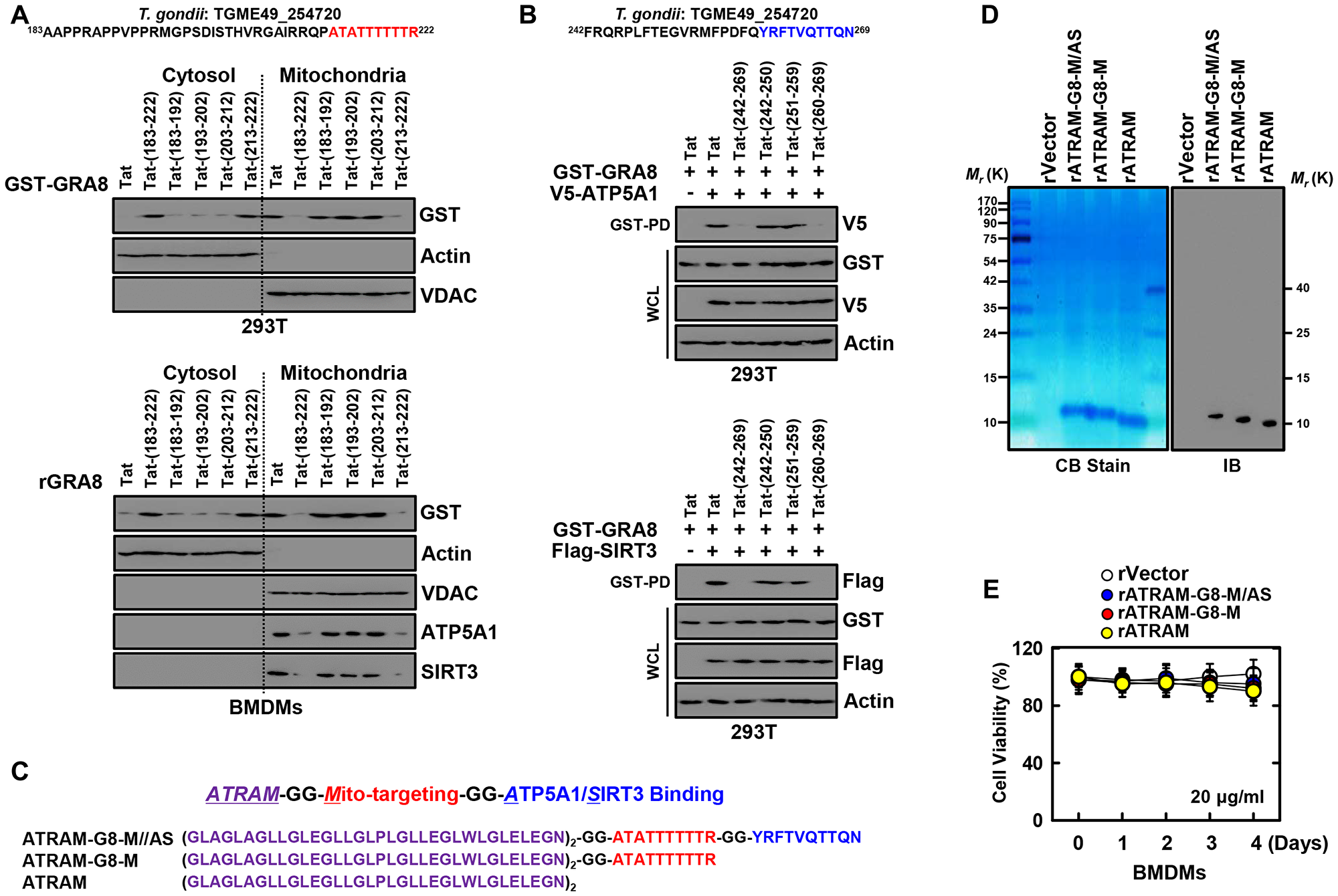 Design and expression of ATRAM-conjugated multifunctional GRA8 peptide-based protein