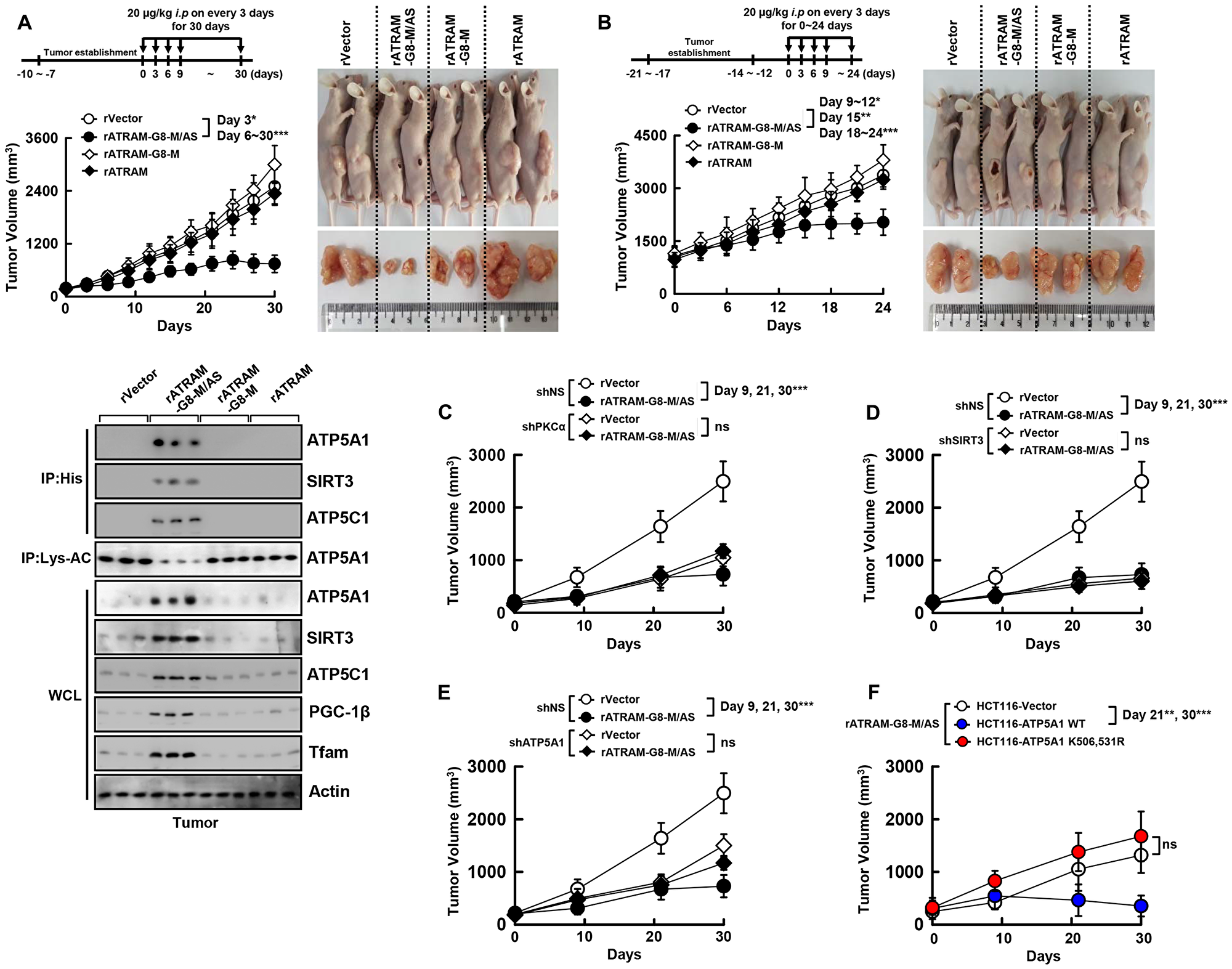 The rATRAM-GRA8-M/AS showed an antitumor activity in HCT116 xenografts