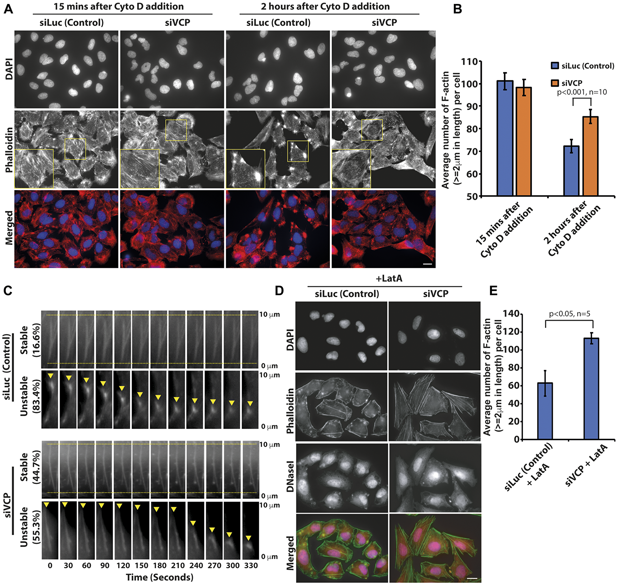 p97/VCP knockdown reduced the actin-depolymerizing effect of Cytochalasin D
