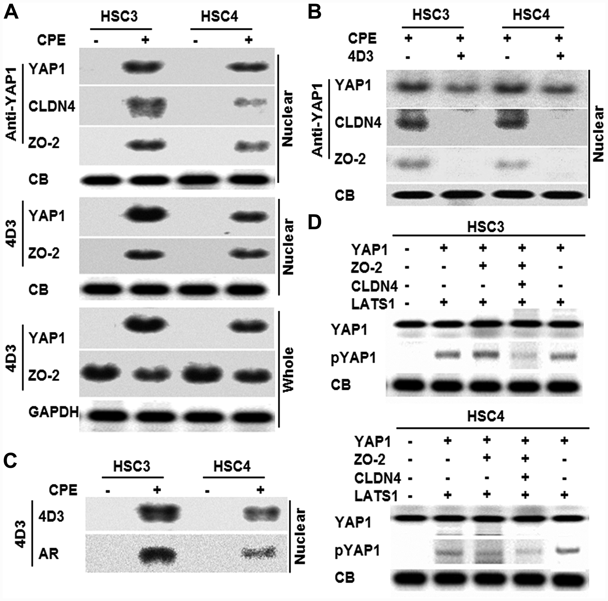 Effect of CPE on interaction of CLDN4 and YAP1 in OSCC cells