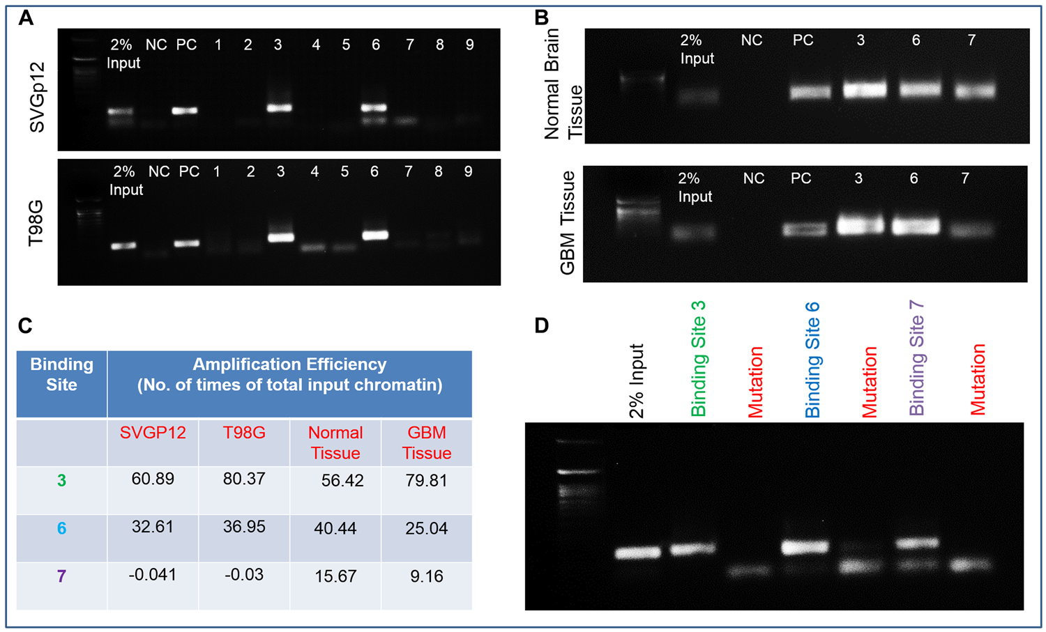 Fli-1, a transcription factor in the upstream region of HSPB1