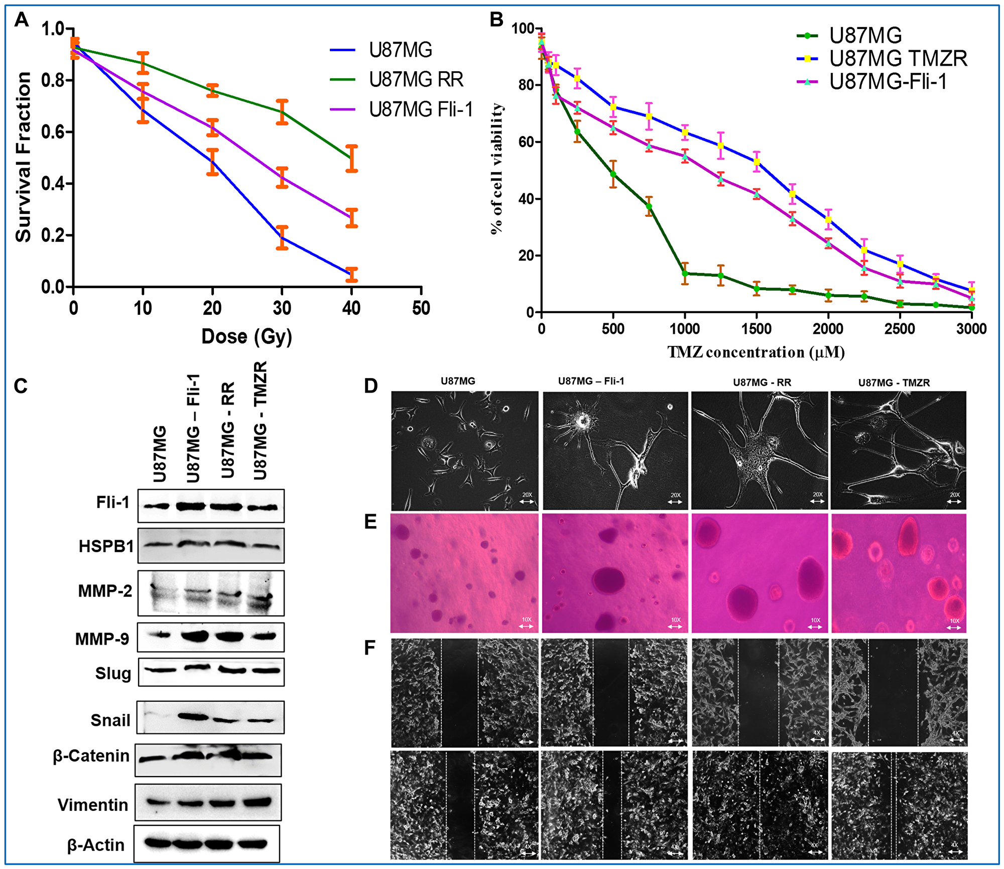 Fli-1 overexpressing stable U87MG cells displaying radio/TMZ resistance-like characteristics