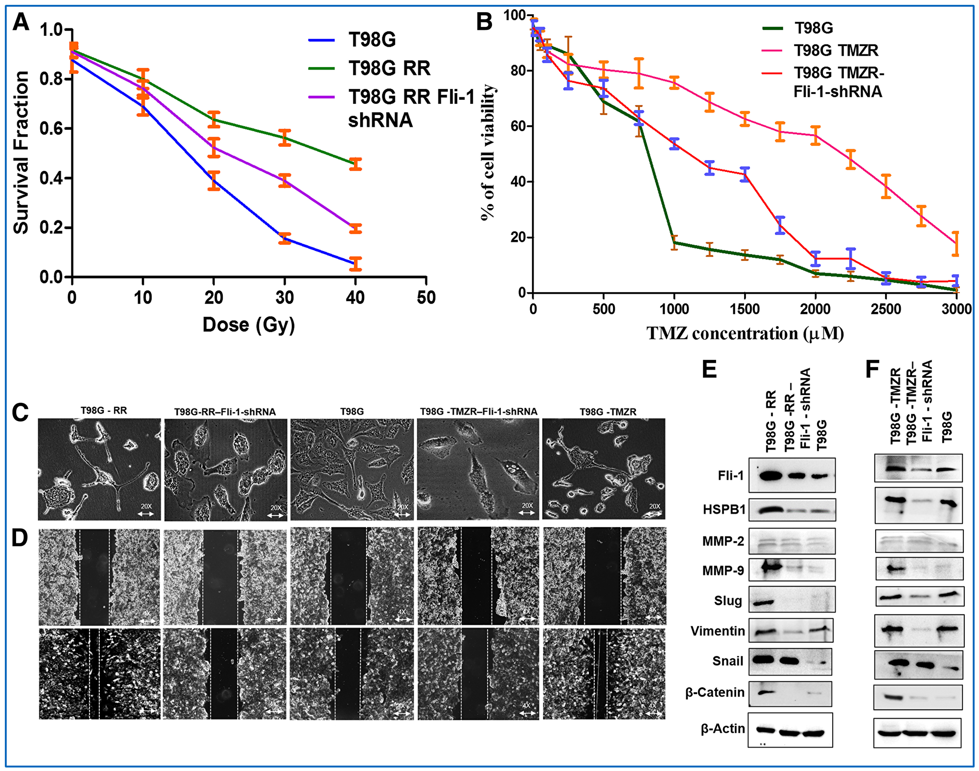 Therapeutic resistance is reversed in Fli-1 knockdown stable T98G RR Fli-1 shRNA and T98G TMZR Fli-1 shRNA cells