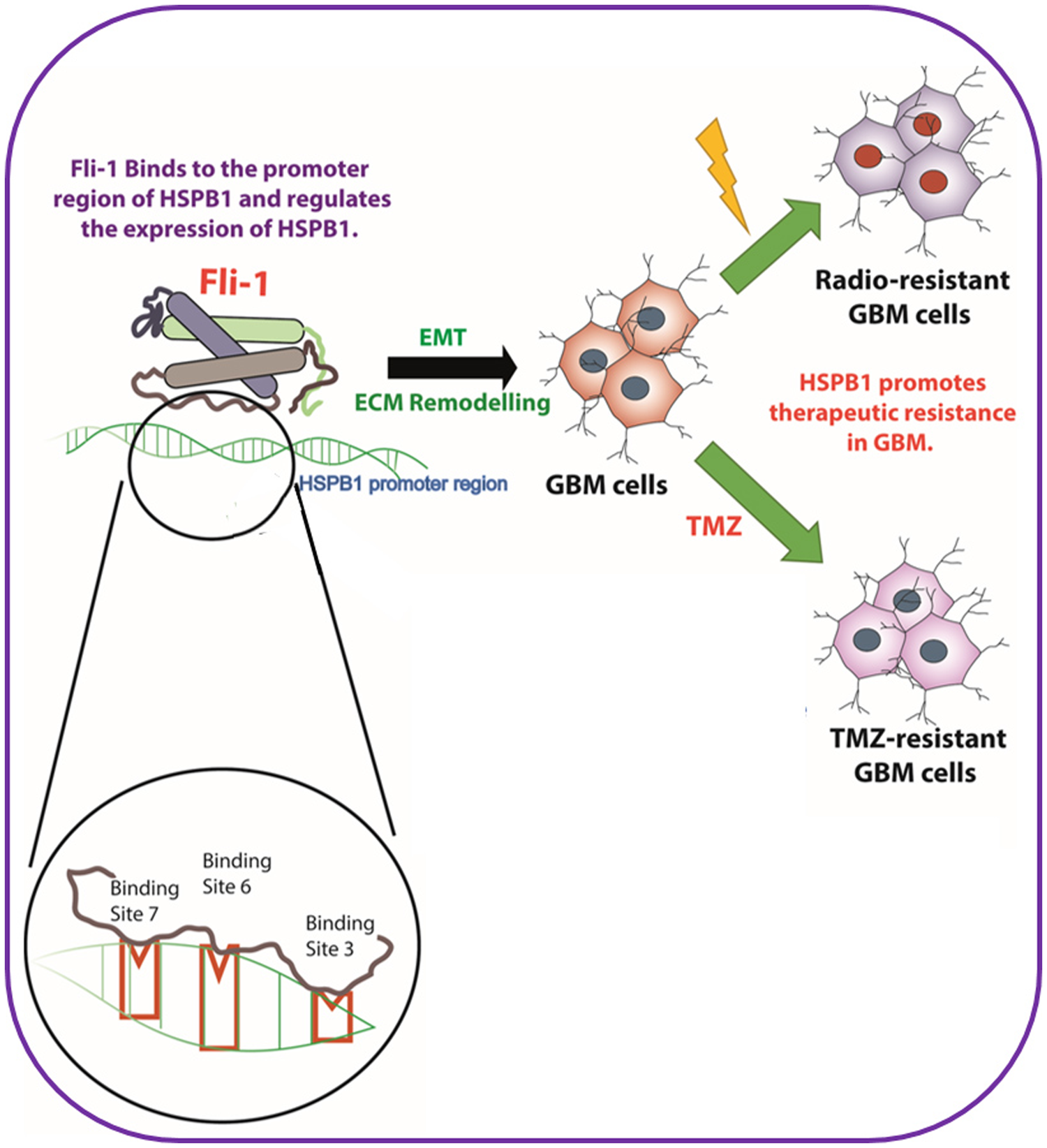 Schematic outline of Fli-1, a transcription factor in the upstream of HSPB1, modulating radiation resistance and temozolomide resistance in glioblastoma