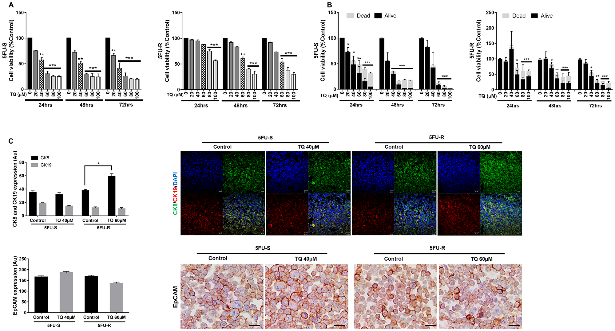 TQ reduces viability of 5FU-sensitive and 5FU-resistant HCT116 colorectal cancer cells