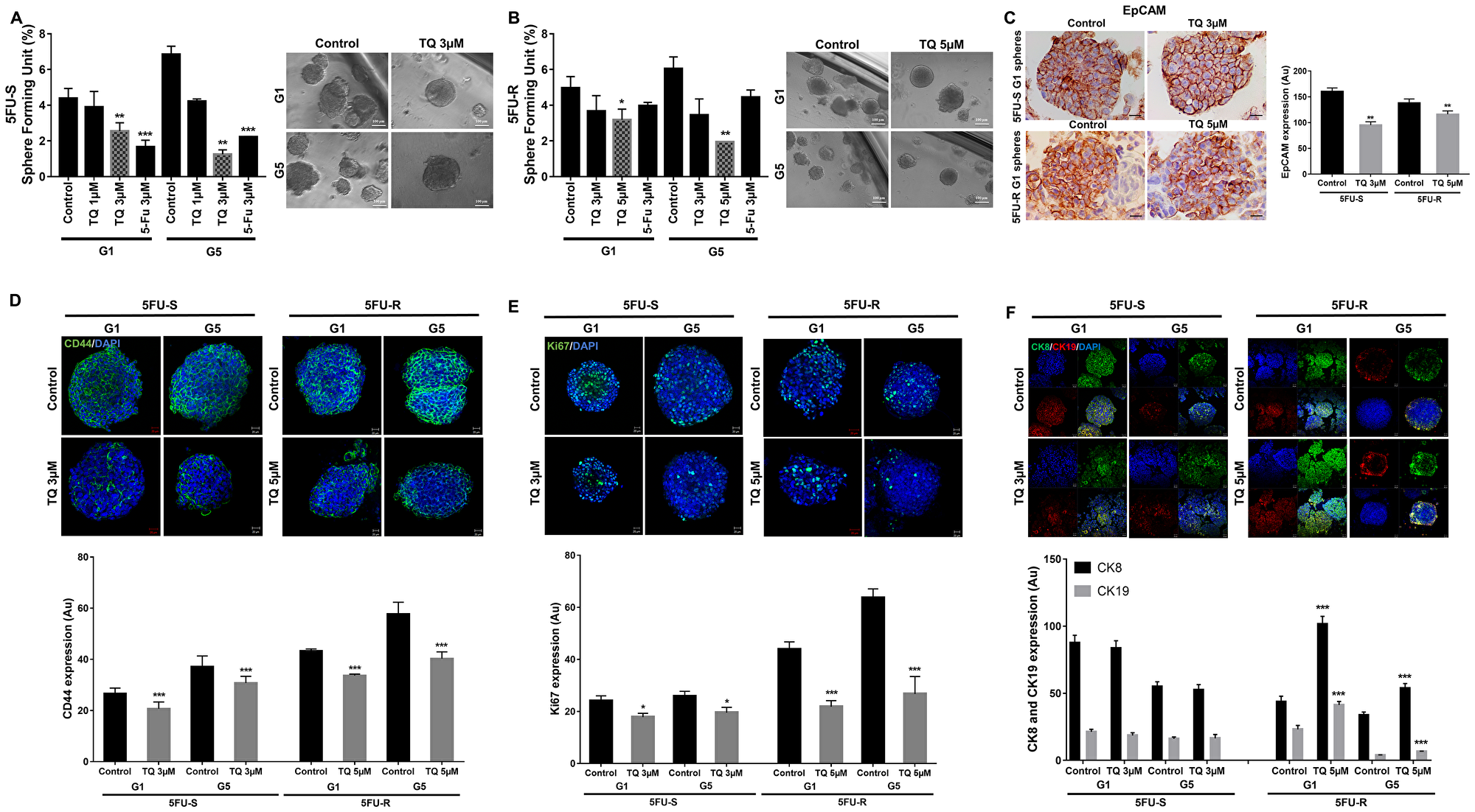 TQ reduces sphere-forming and self-renewal ability of colon cancer stem/progenitor cells