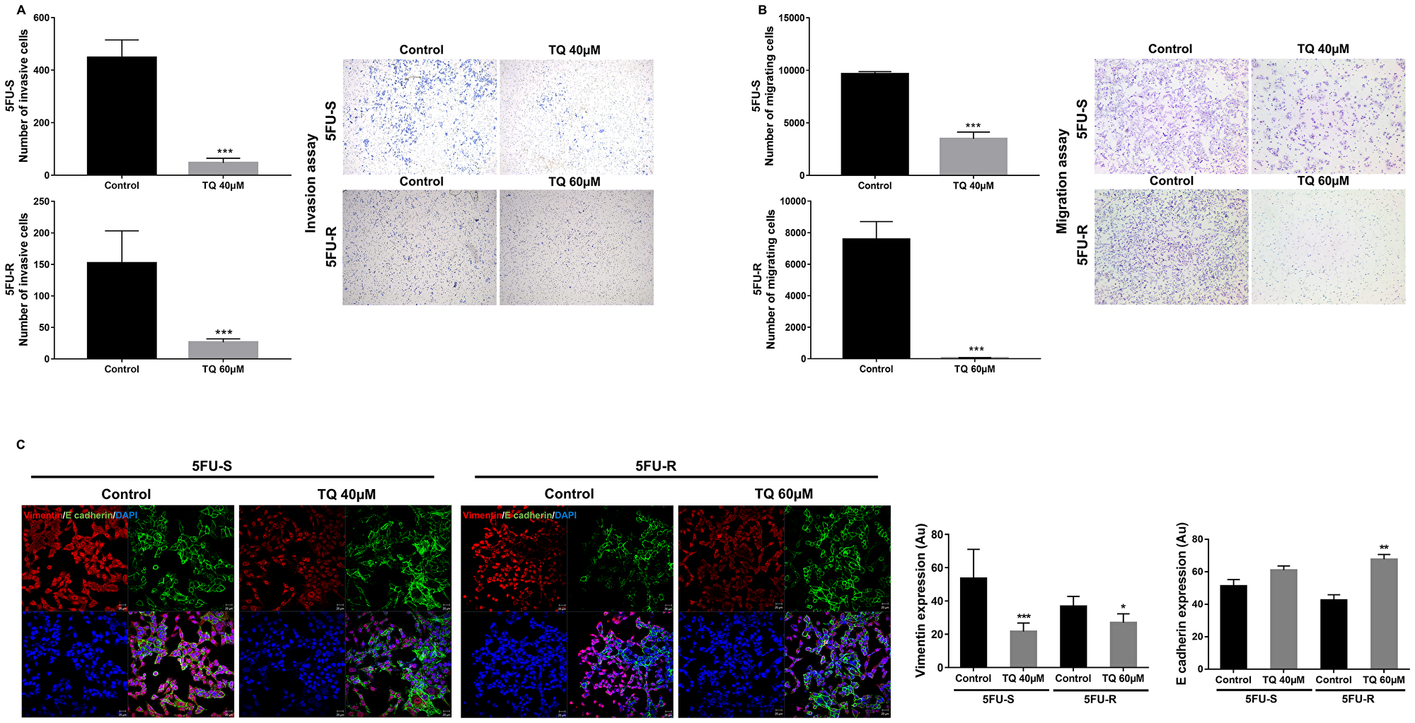 TQ reduces invasion and migration ability of 5FU-sensitive and 5FU-resistant HCT116 colorectal cancer cells