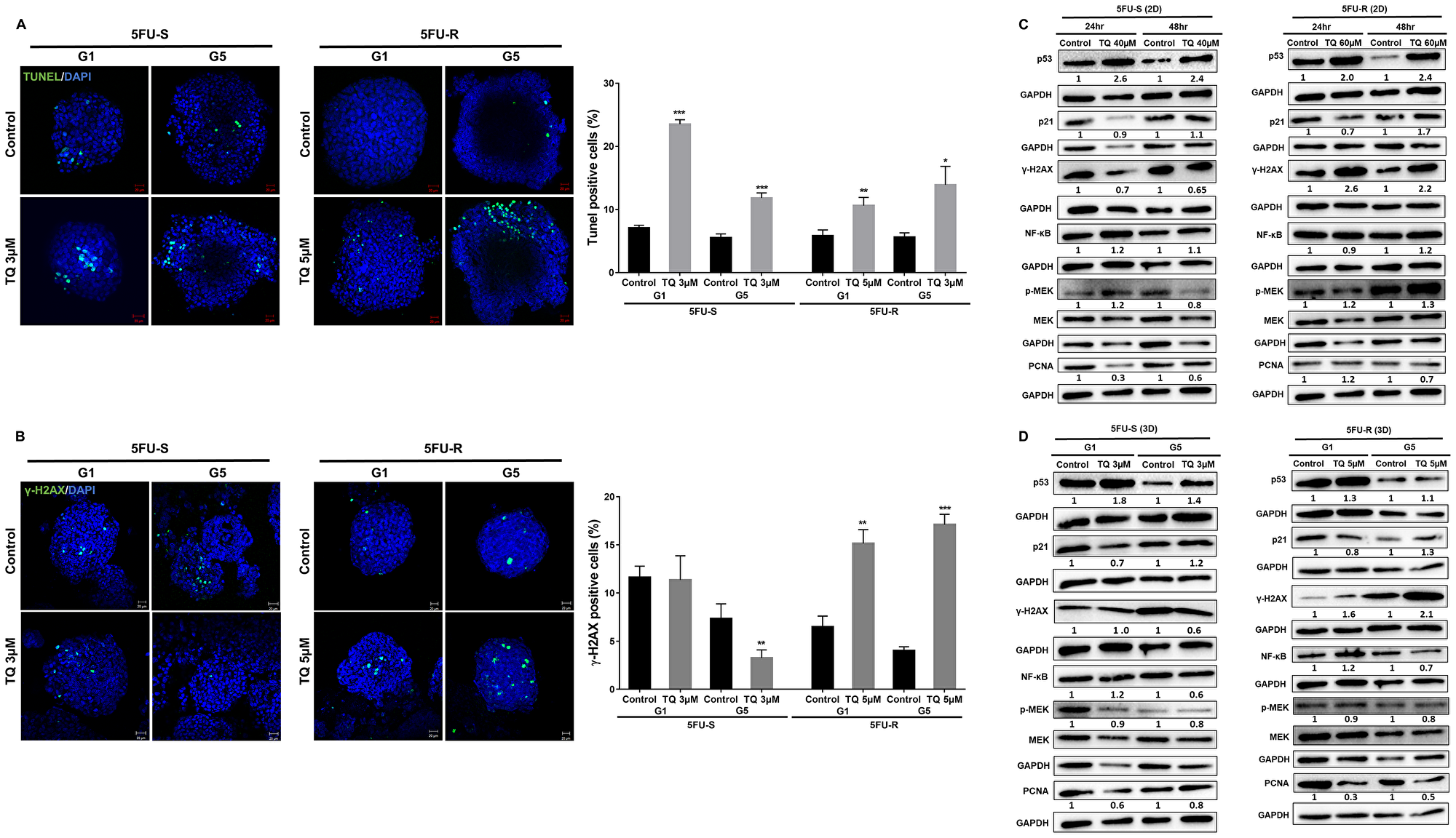 TQ induces apoptosis and DNA damage in colon cancer stem/progenitor cells