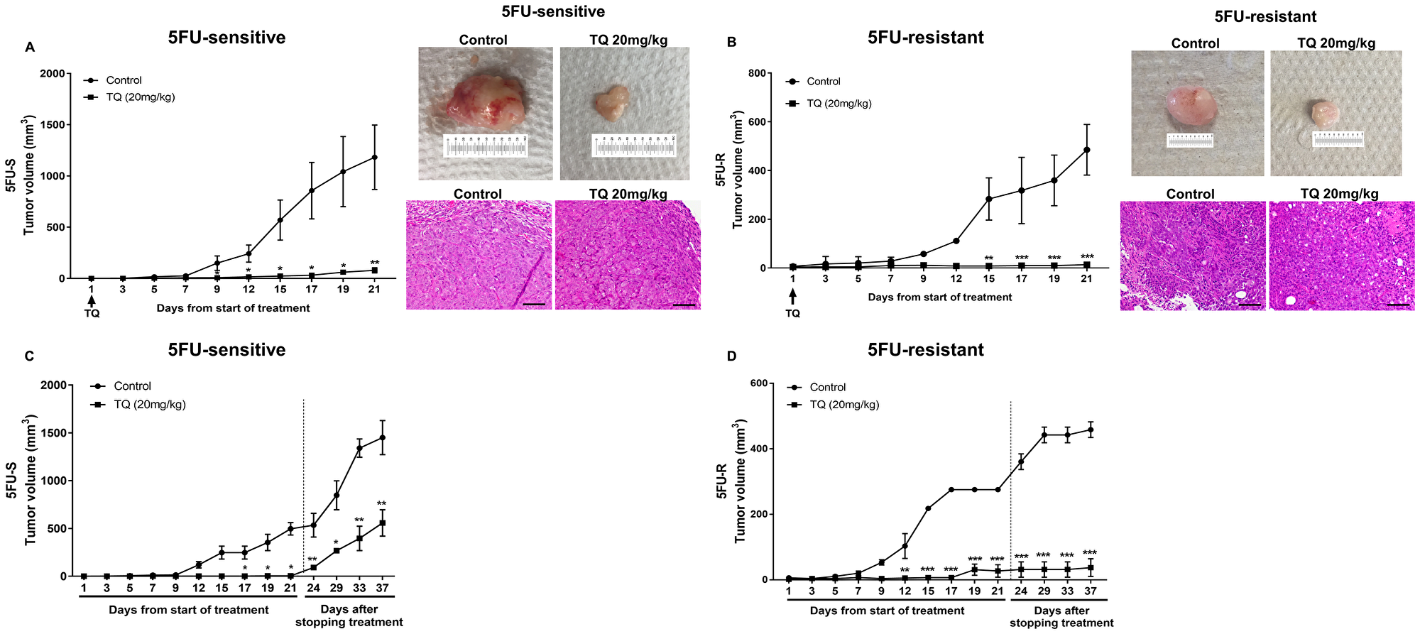 TQ reduces tumor growth in NOD-SCID and NOG mice