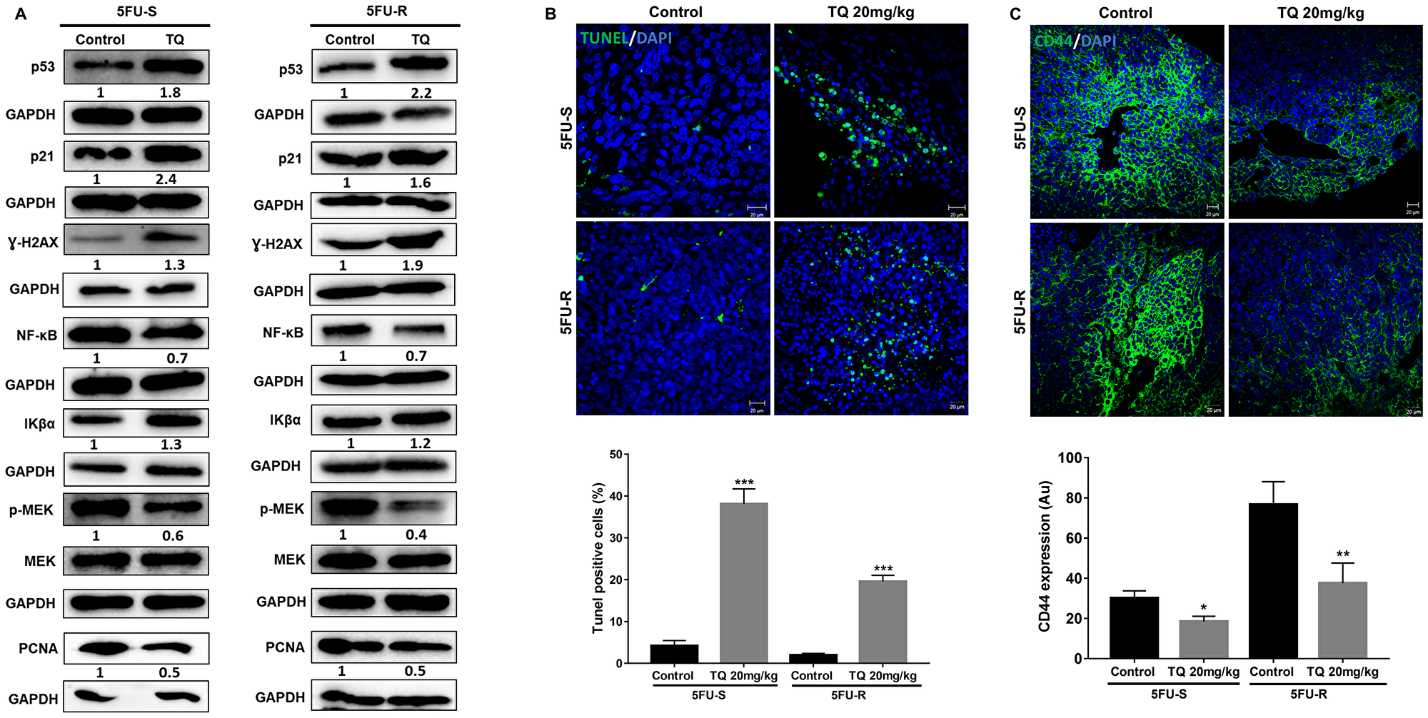 Figure 6: TQ induces apoptosis and reduces proliferation in NOD-SCID and NOG mice.