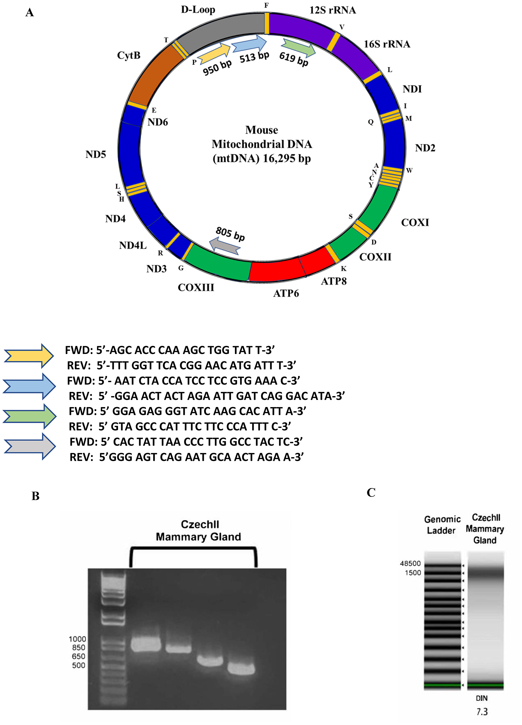 Mouse Mitochondrial Genome