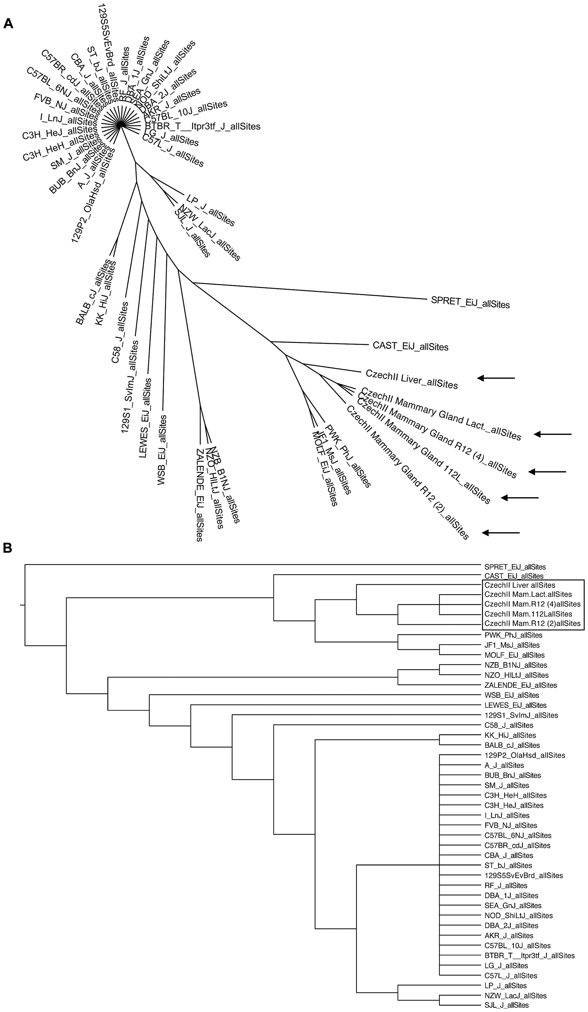 Phylogenetic mapping of CzechII mouse strain