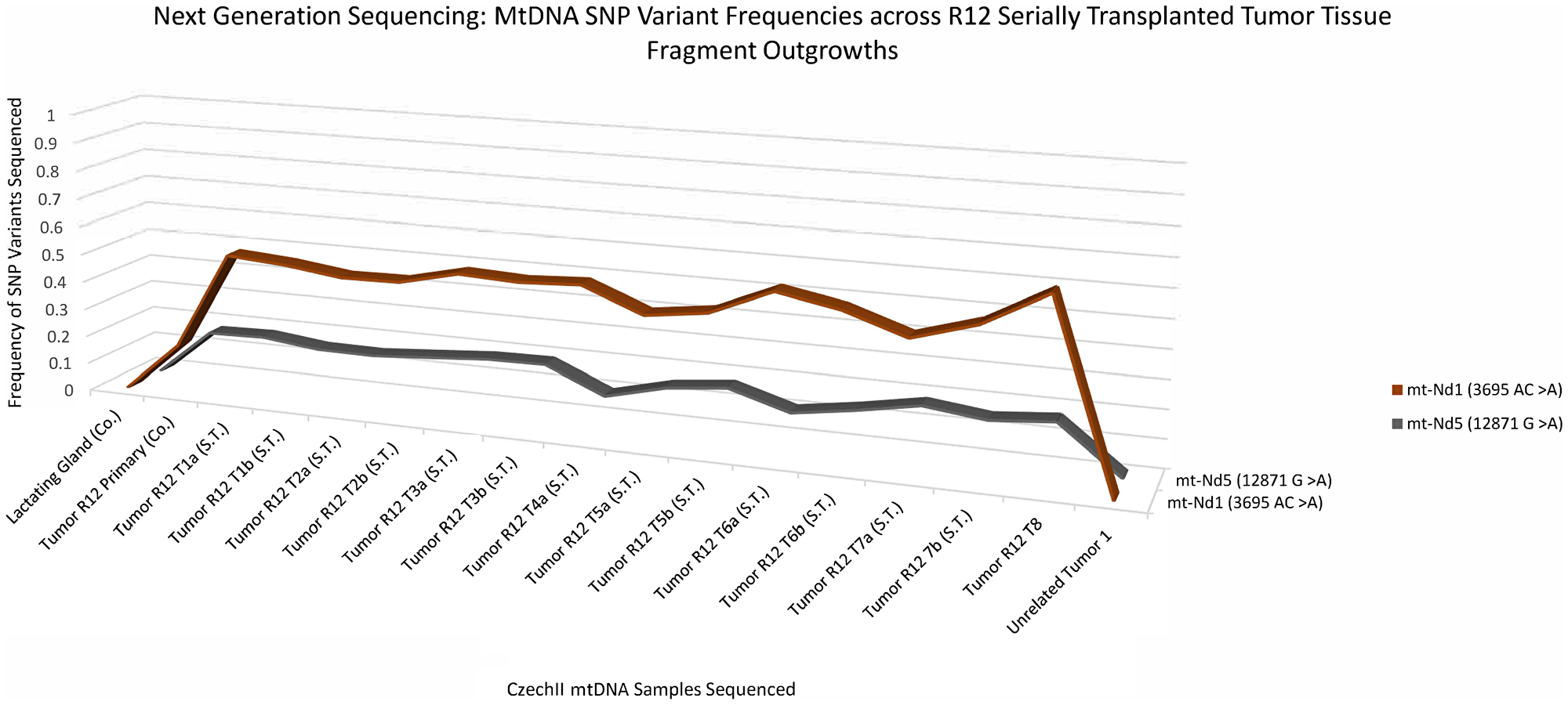 CzechII mammary R12 tumor mtDNA SNP variant calling via Next Generation sequencing