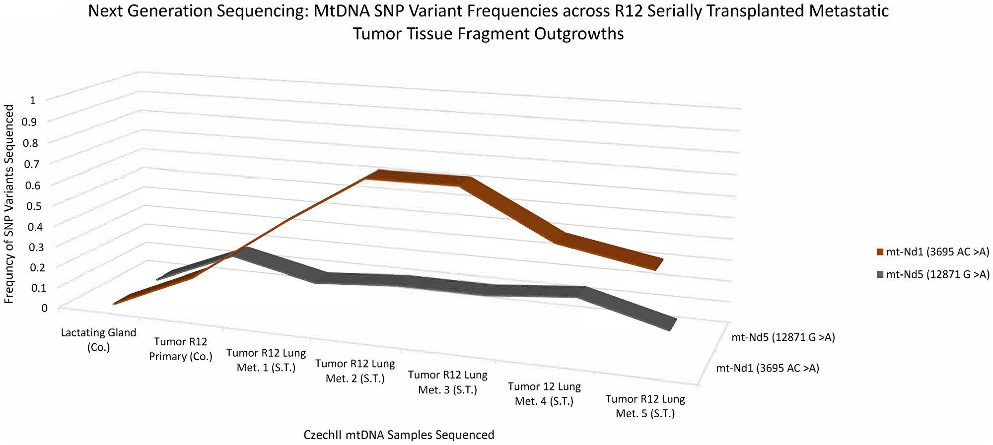 CzechII mammary R12 metastatic tumor mtDNA SNP variant calling via Next Generation sequencing