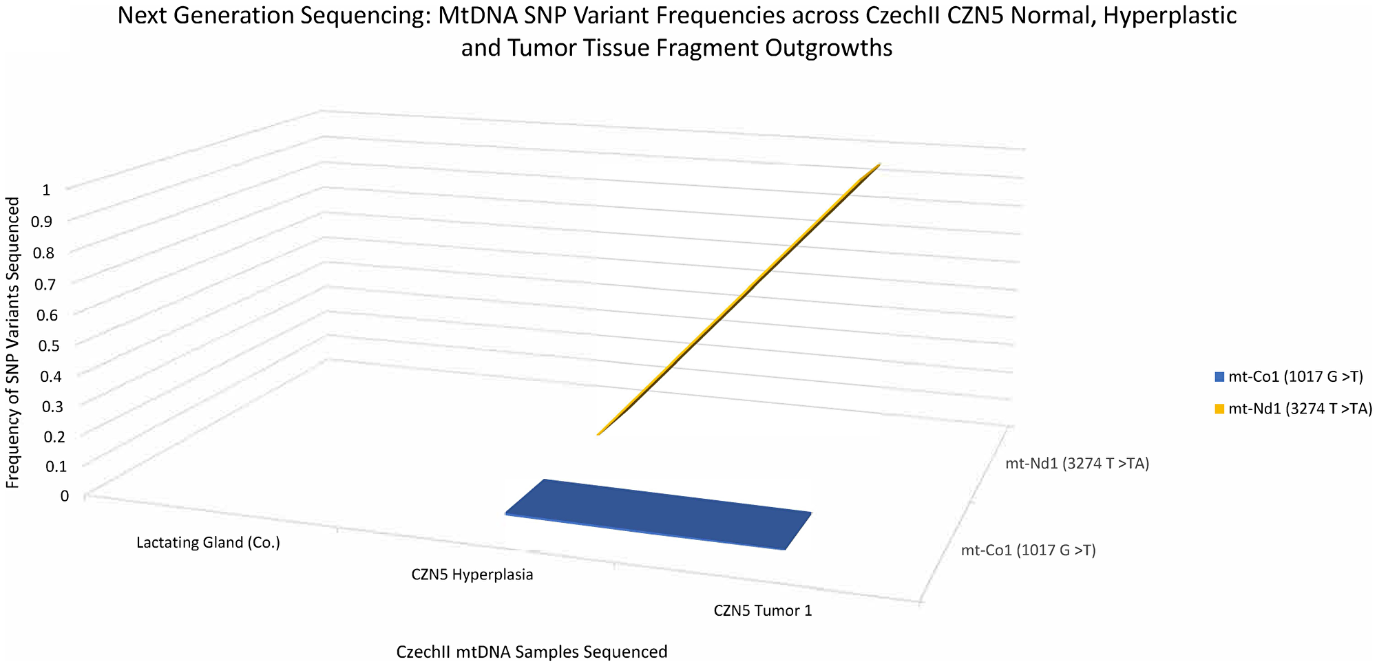 CzechII mammary CZN5 tumor 1 mtDNA SNP variant calling via Next Generation sequencing
