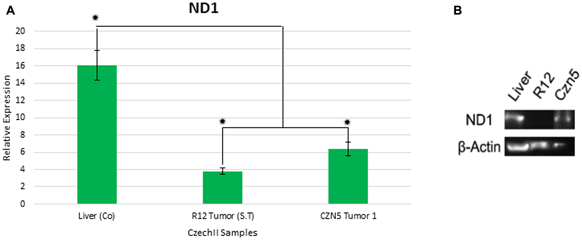 Gene expression of mt-Nd1 in CzechII tumor samples