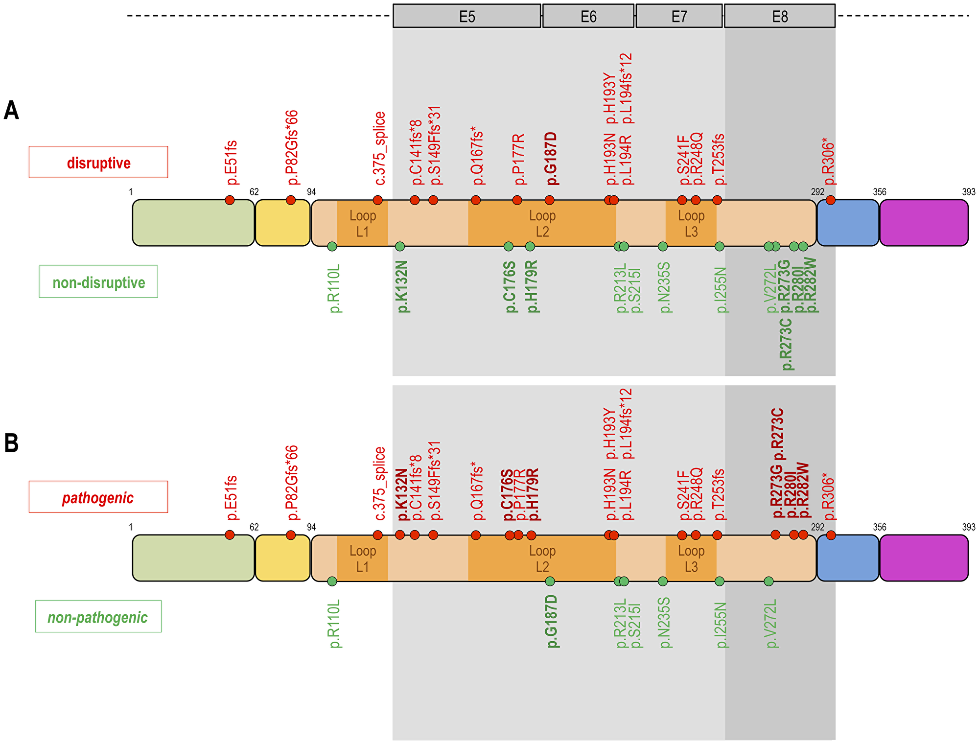 Classification of TP53 mutations