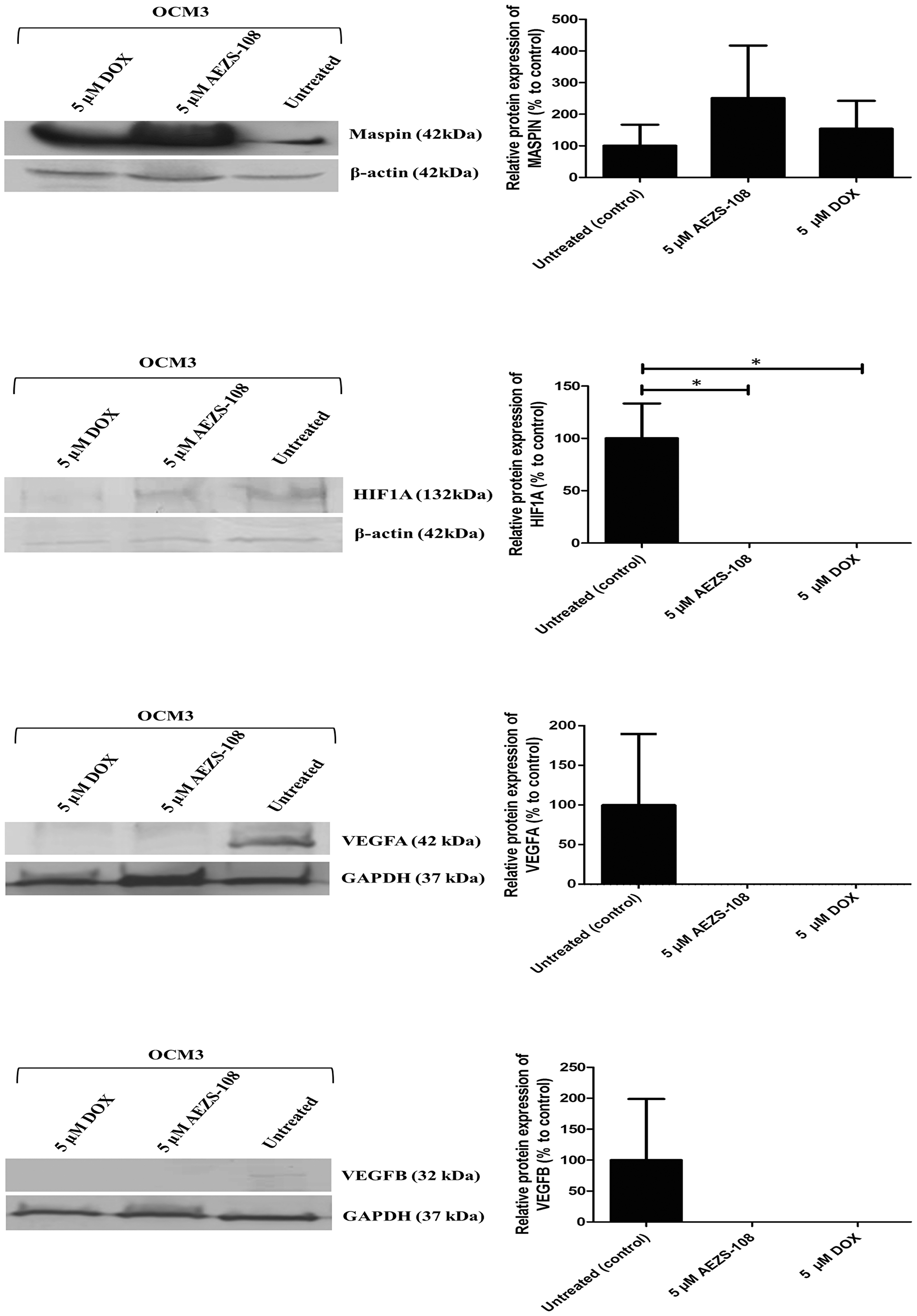 Western blot analysis of MASPIN, HIF1A, VEGFA and VEGFB protein expression after 24 hours of treatment with 5 µM AEZS-108 and 5 µM free DOX treatments from OCM3 cells