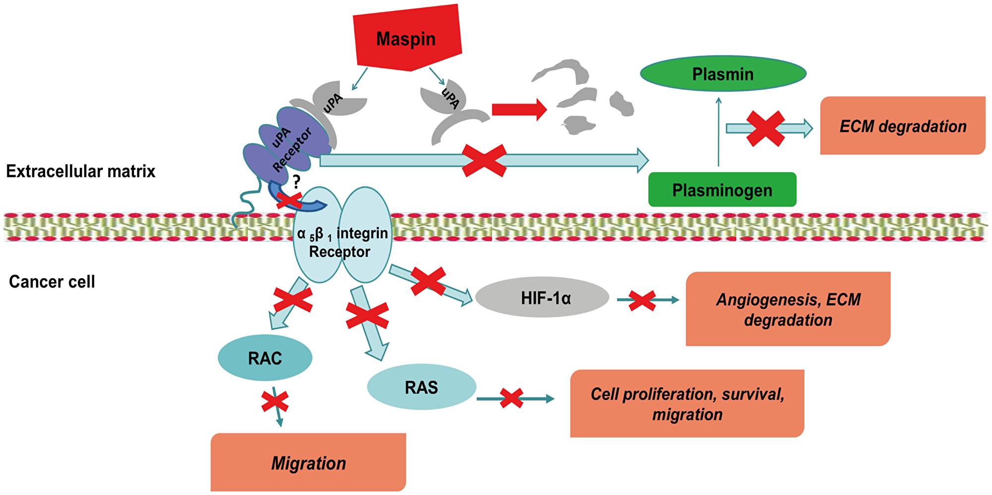 MASPIN can prevent the formation of UPA - UPA-receptor complex by a single step, and thus decrease the possibility of the abnormal degradation of the ECM, the development metastasis and angiogenesis
