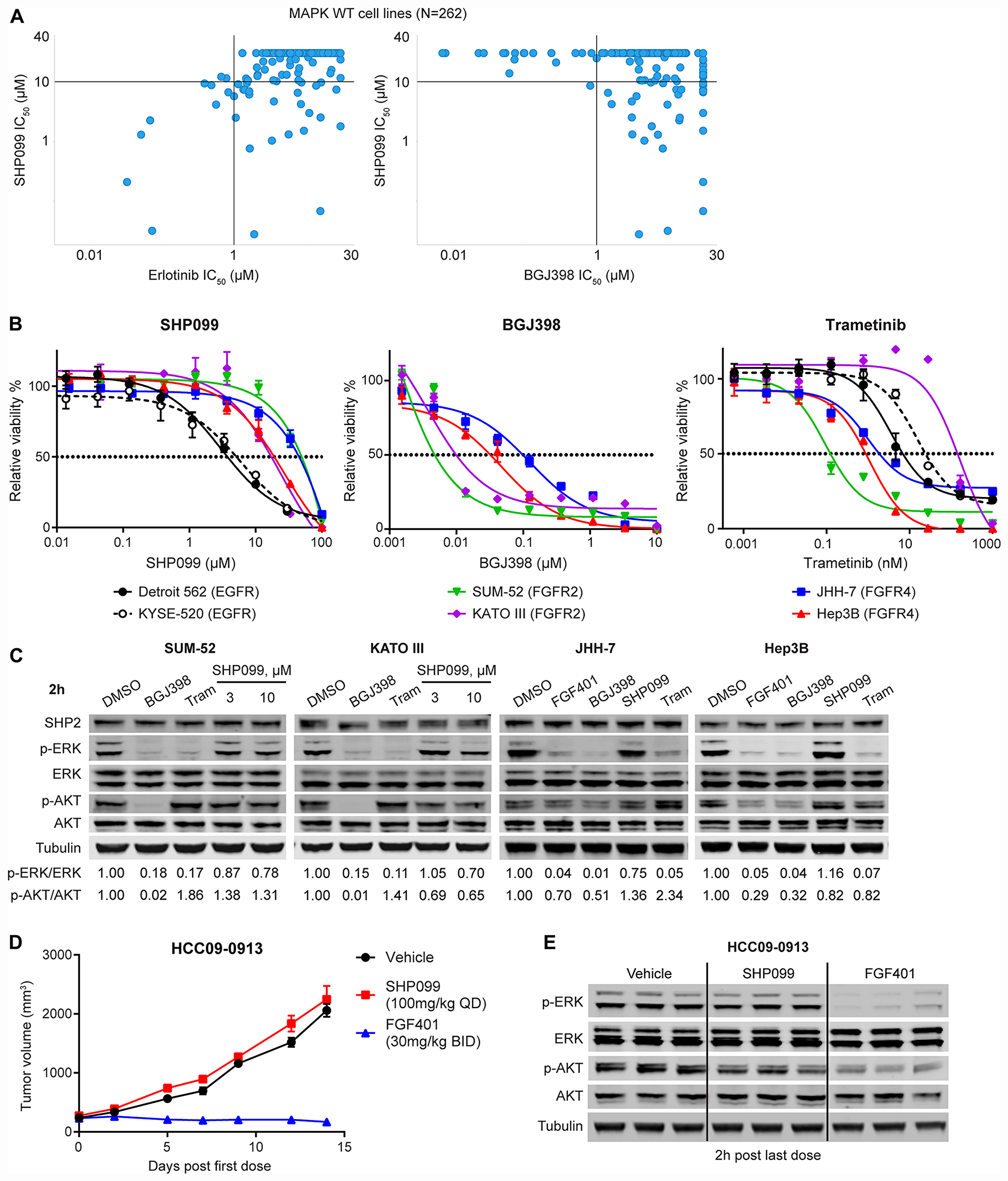 FGFR-driven MAPK-dependent cells are resistant to allosteric SHP2 inhibition