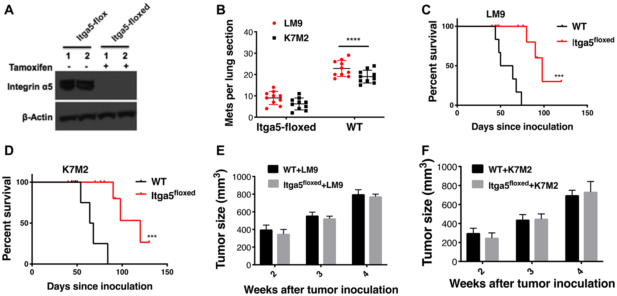 Integrin α5β1 deficiency in alveolar type II (AT-II) diminishes establishment of osteosarcoma lung metastasis