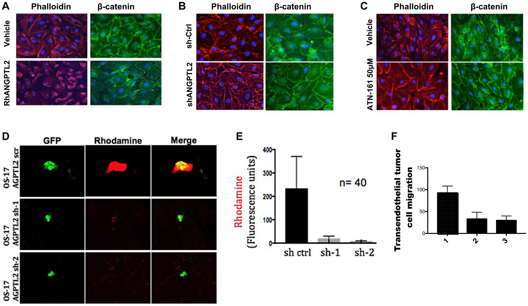 Tumor-secreted ANGPTL2 promotes osteosarcoma metastasis by mediating endothelial monolayer disruption, lung capillary permeability, and trans-endothelial tumor cell migration