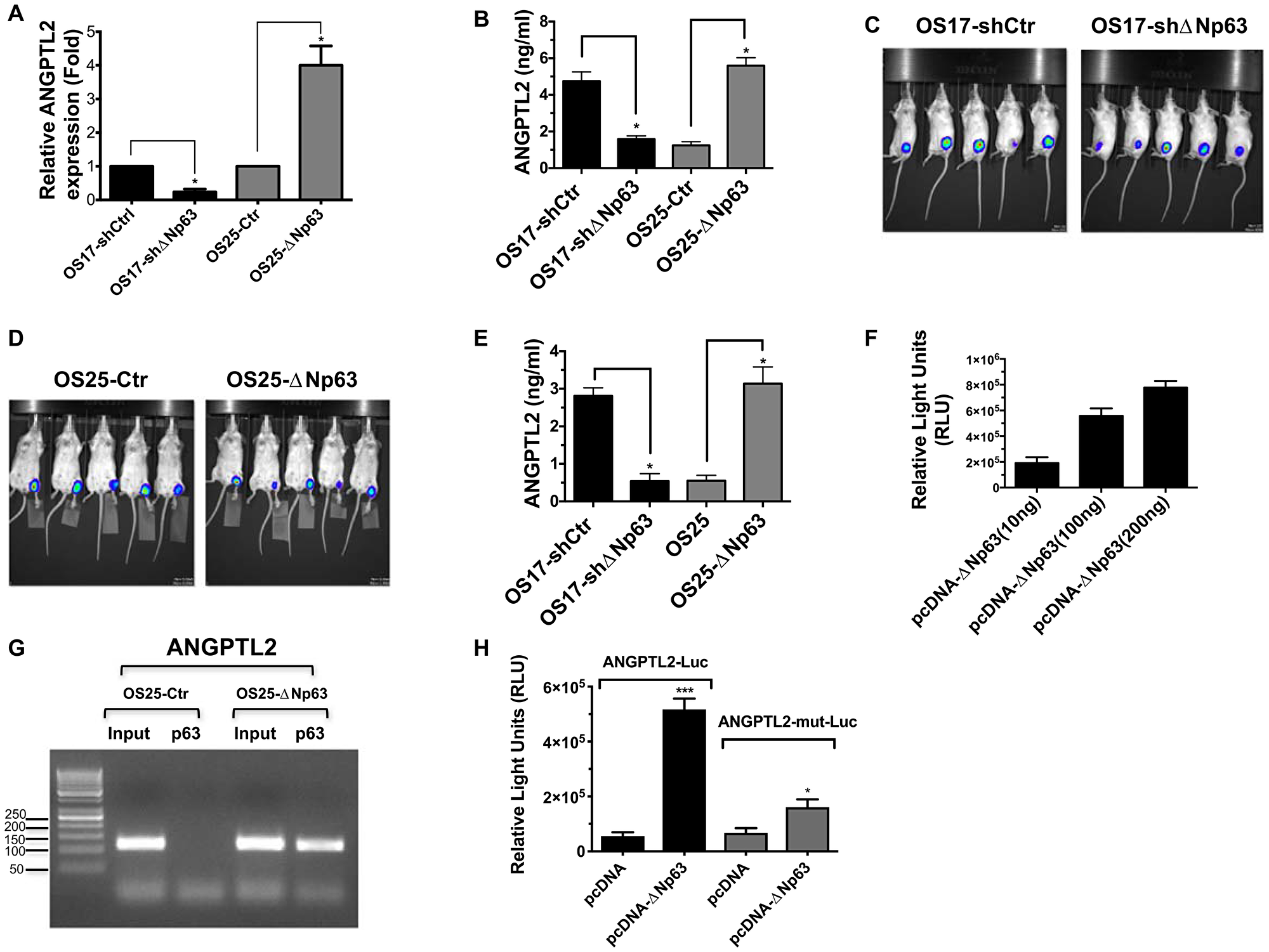 ΔNp63 induces ANGPTL2 expression and secretion
