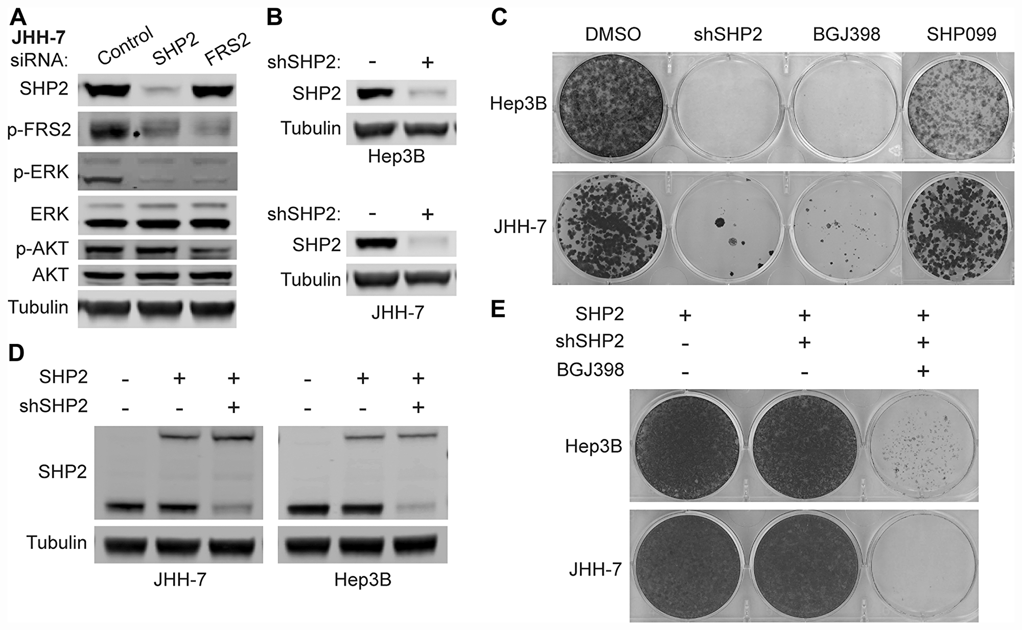 FGFR-activated MAPK signaling depends on SHP2